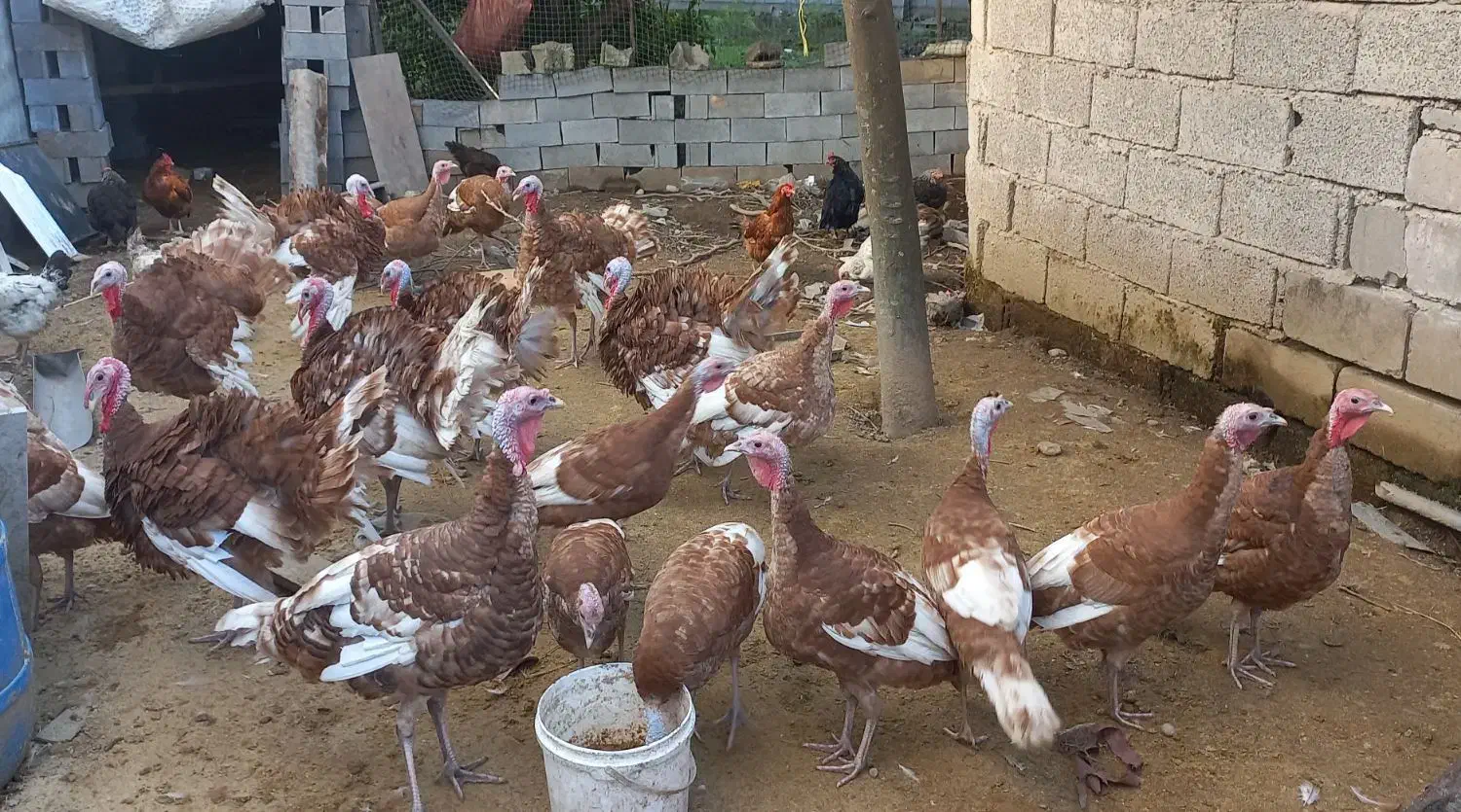 بوقلمون نرو ماده با قیمت مناسب|حیوانات مزرعه|سرخرود, |دیوار