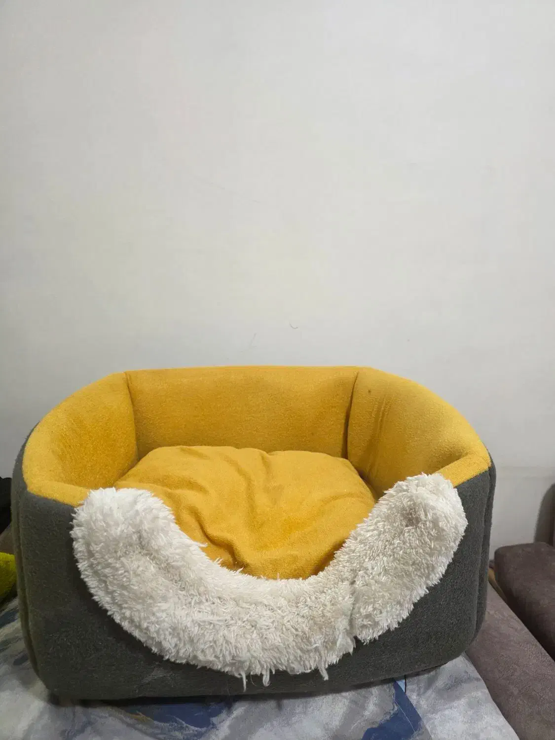 گربه نر میکس پرشین|گربه|تهران, نبی اکرم|دیوار