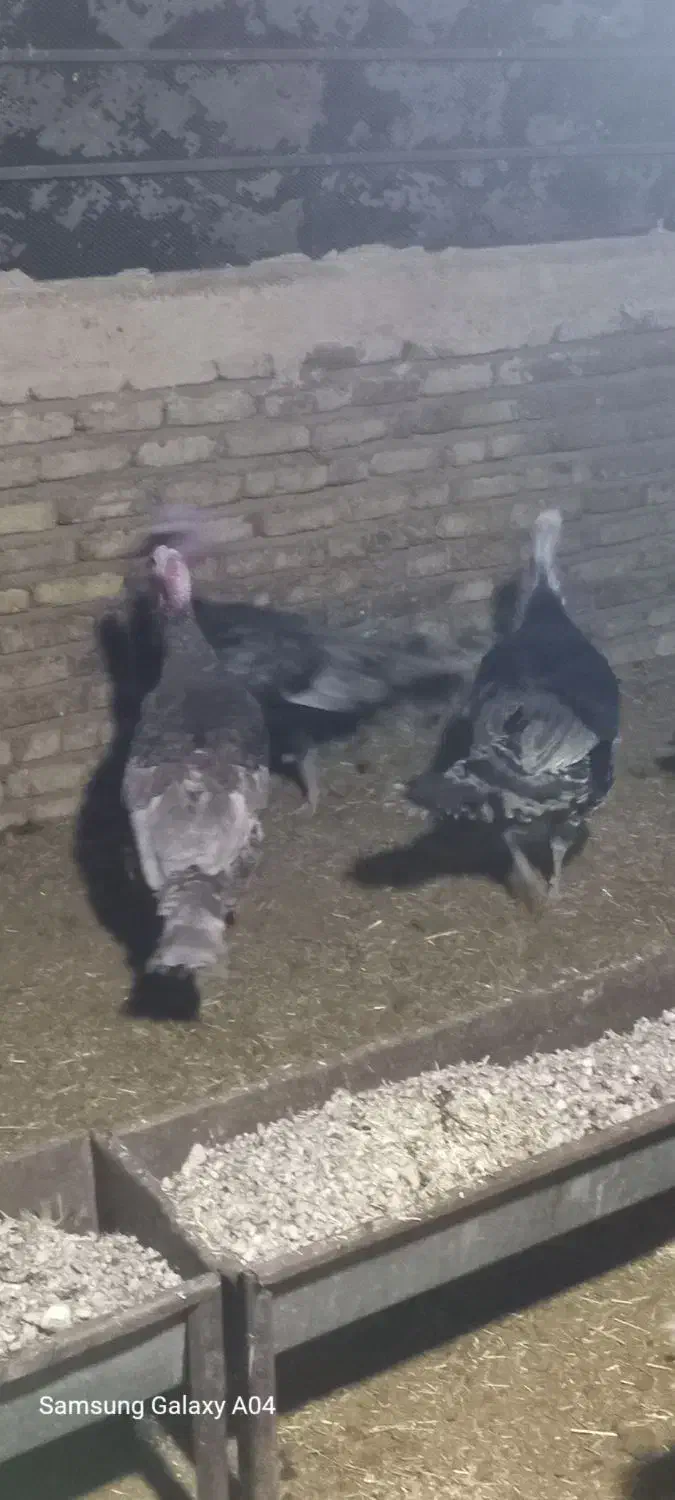 بو قلمون نرو ماده|حیوانات مزرعه|کنگاور, |دیوار