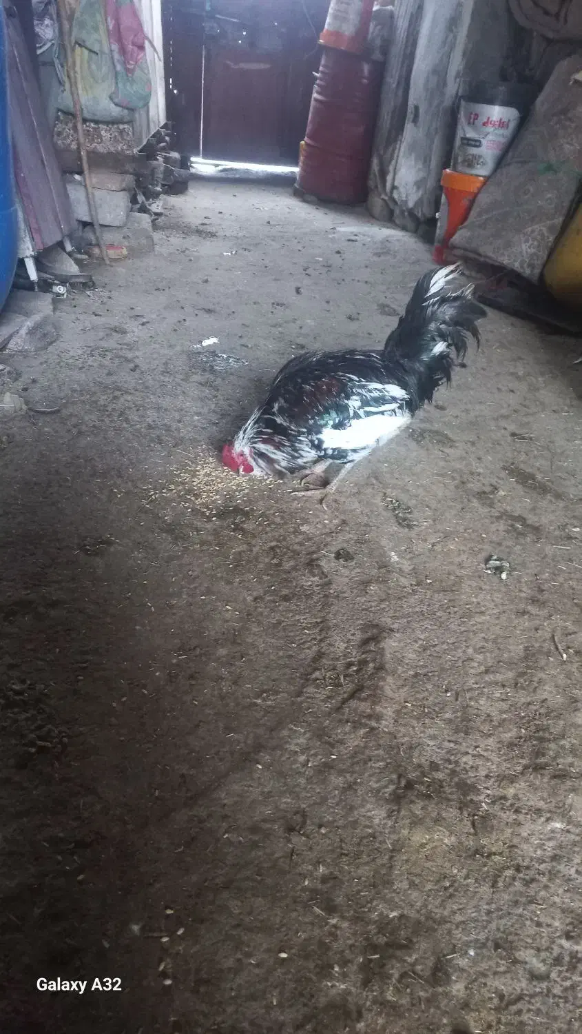 خروس گلین دارم فروشی|حیوانات مزرعه|جوانرود, |دیوار