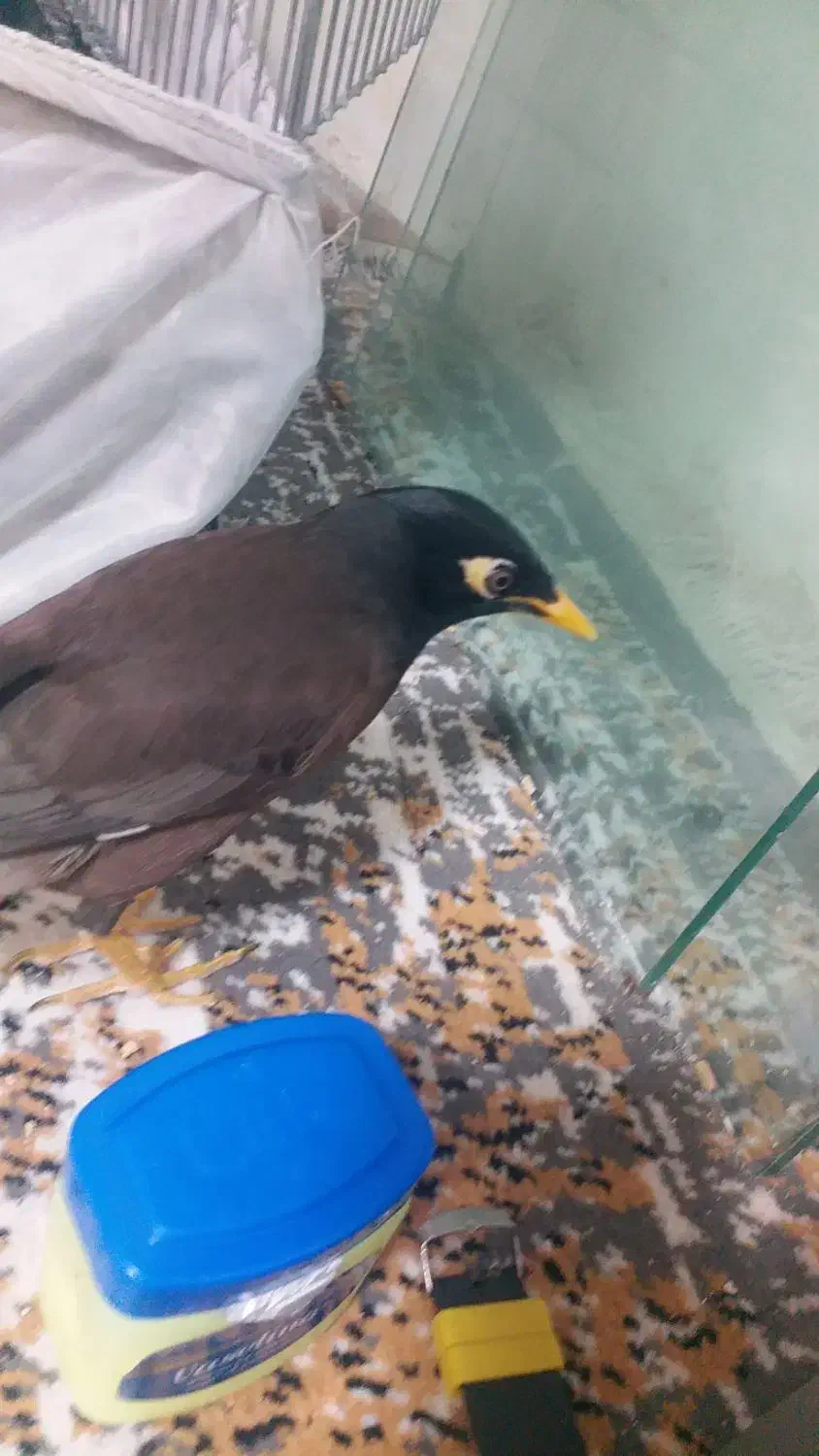 یک مرغ مینا زیبا دوقفس بالانه چوبی|پرنده|پردیس, فاز ۲|دیوار