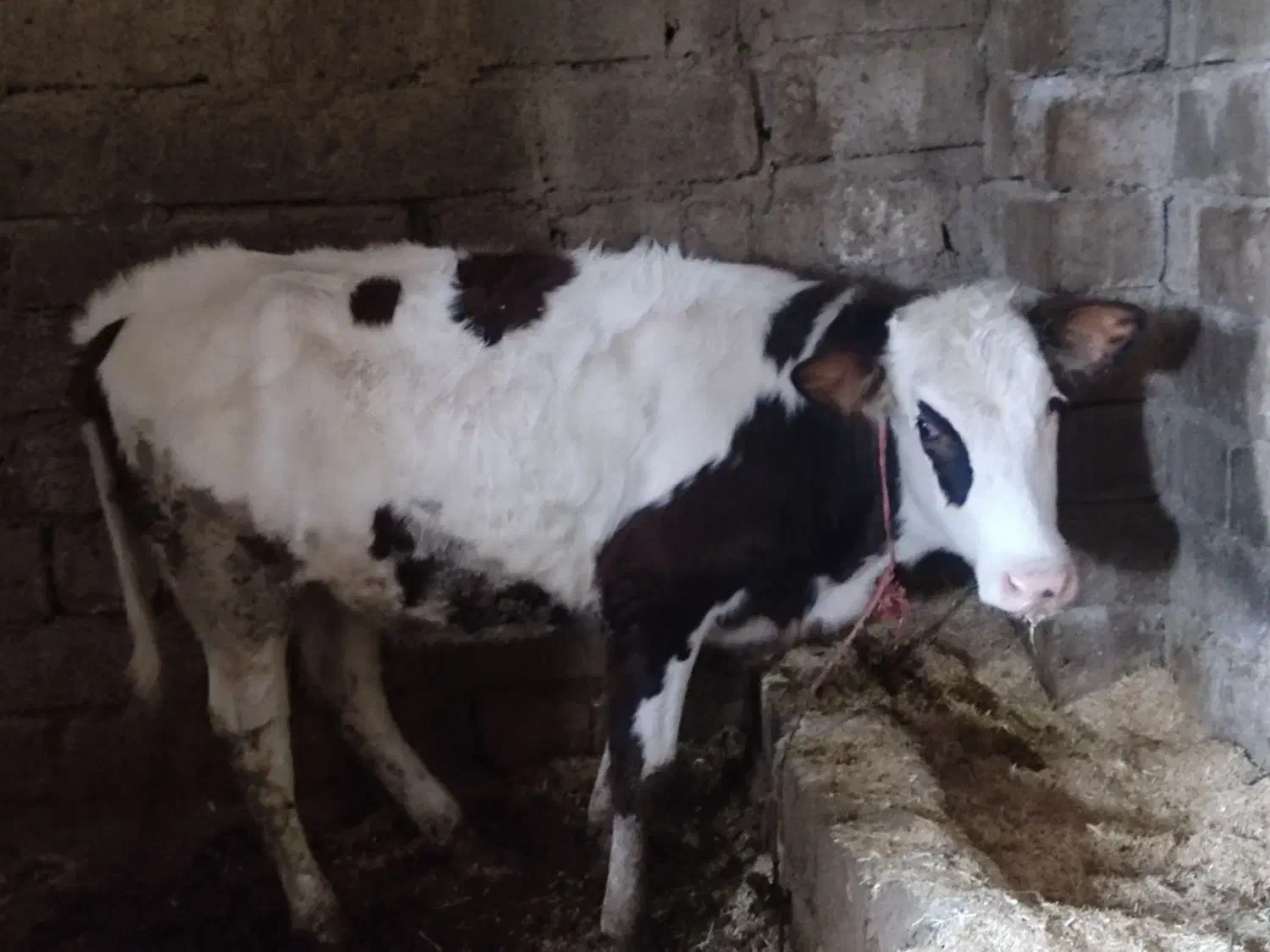 گاو آبستن و گوساله|حیوانات مزرعه|بیستون, |دیوار