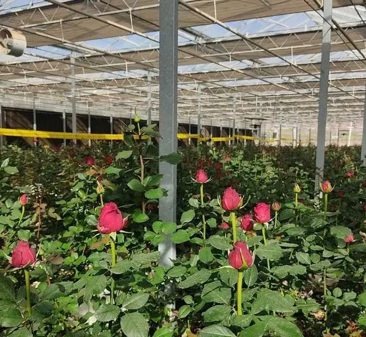 زمین حصار کشی شده دارای مجوز گلخانه|فروش دفتر صنعتی، کشاورزی، تجاری|بیضا, |دیوار