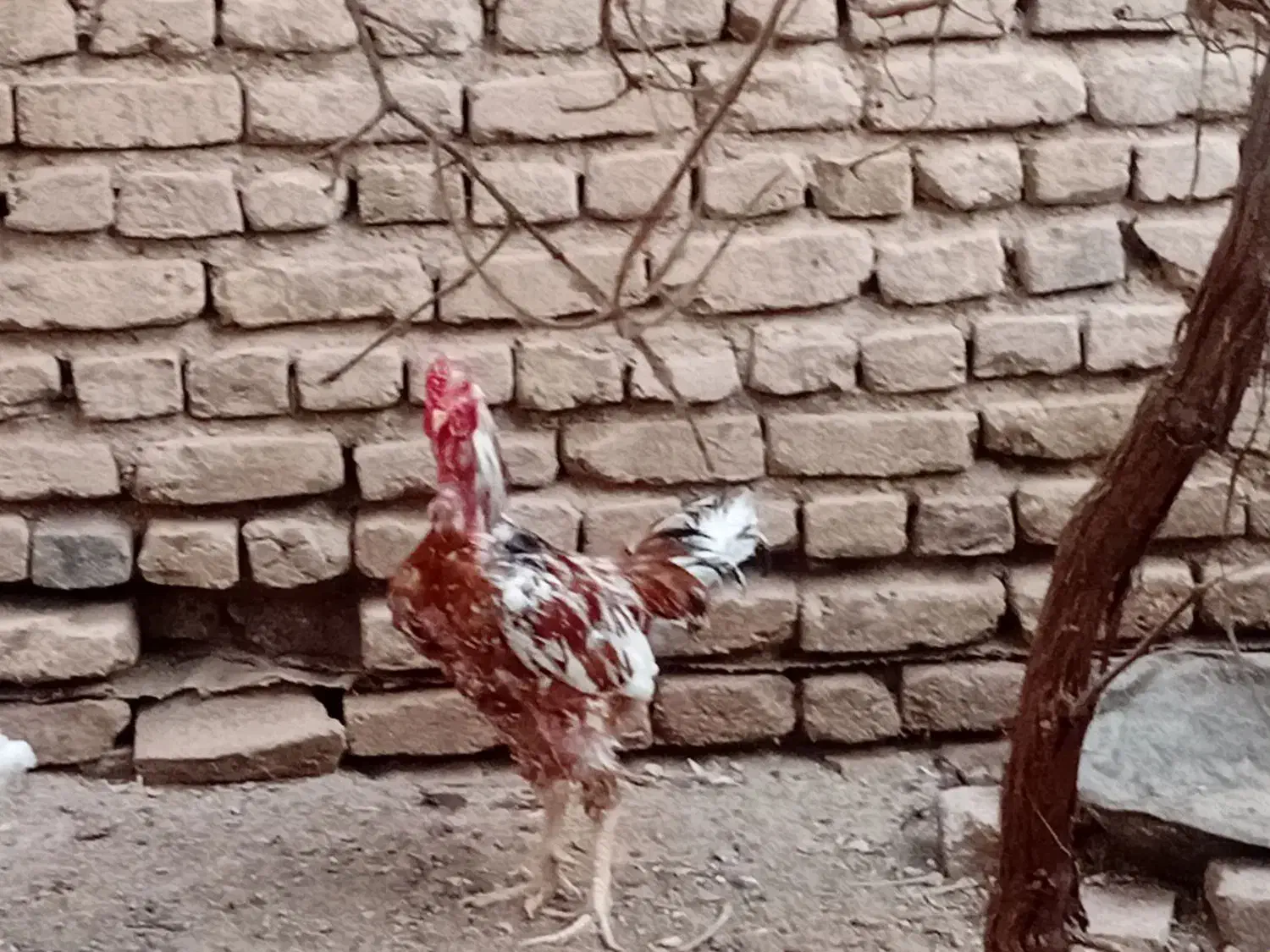 خروس لاری|حیوانات مزرعه|تربتحیدریه, تپه ننه حجی|دیوار