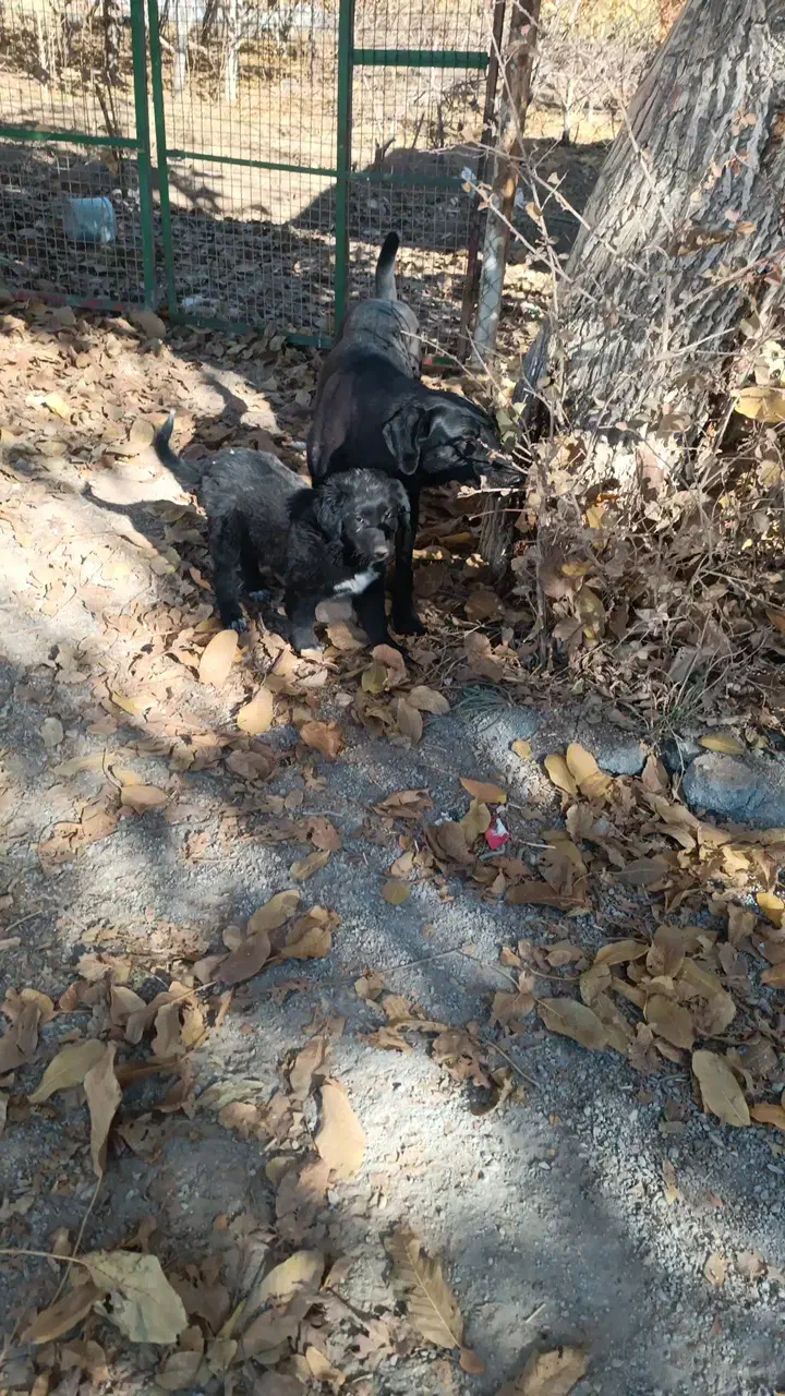 دوعددتوله سگ نگهبان باغ وویلا|سگ|عسگران, |دیوار