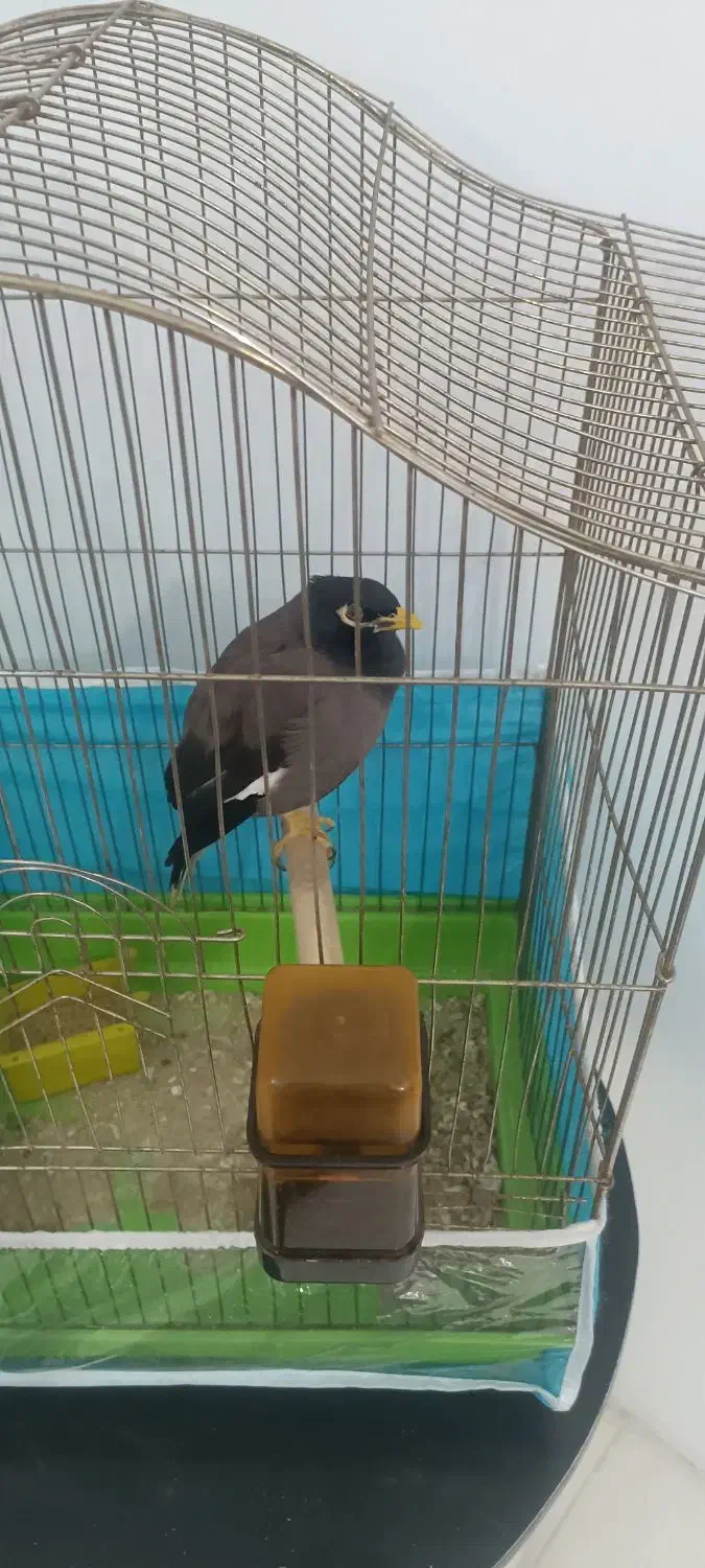 مرغ مینا|پرنده|مشهد, عامل|دیوار