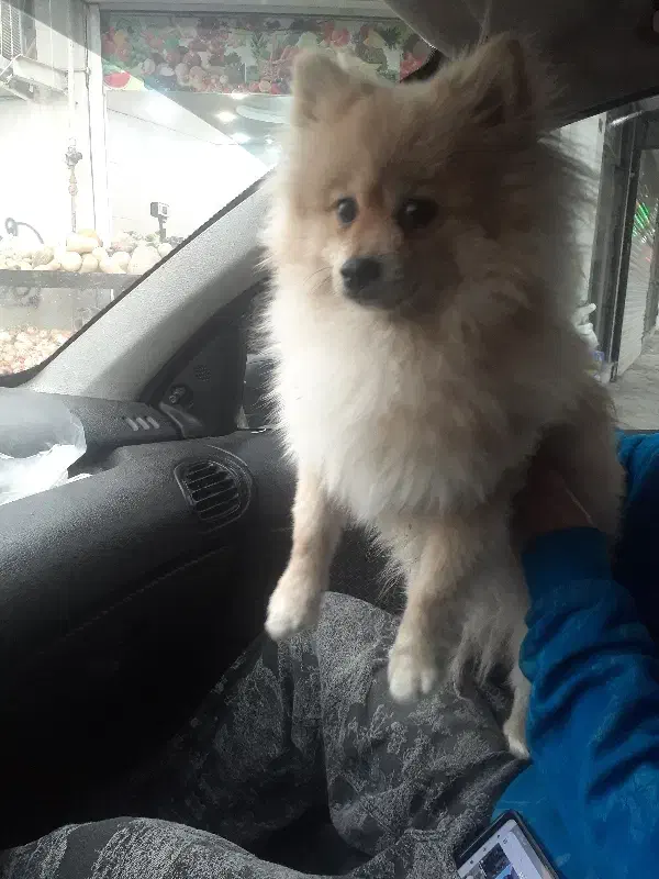 واگذاری یک قلاده سگ پاکوتاه خونگی|سگ|شاهین‌شهر, عطار|دیوار