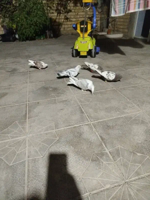 کفتر رنگی و پلاکی|پرنده|داراب, |دیوار