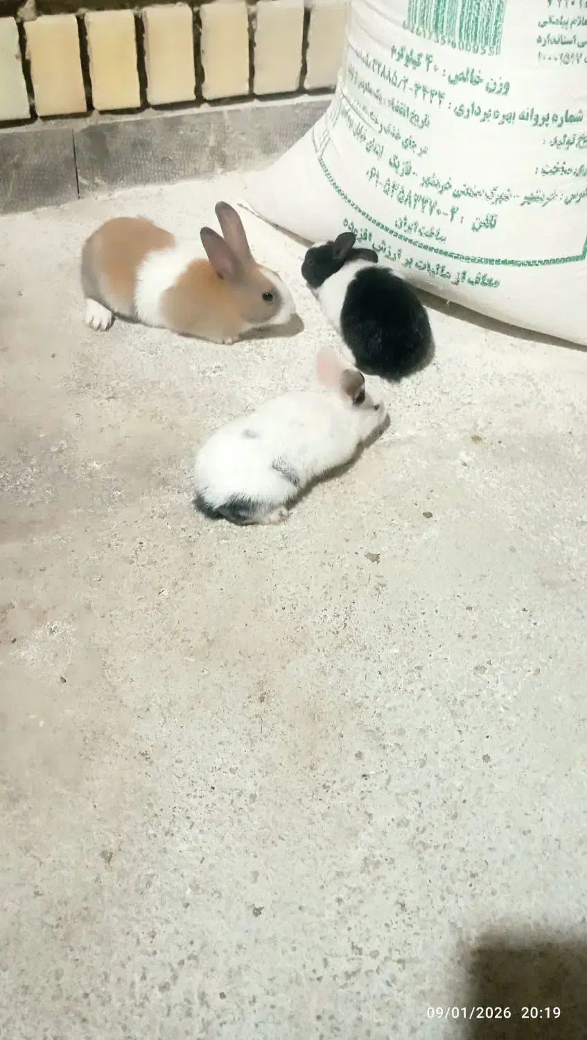 خرمشهر|موش و خرگوش|خرمشهر, |دیوار