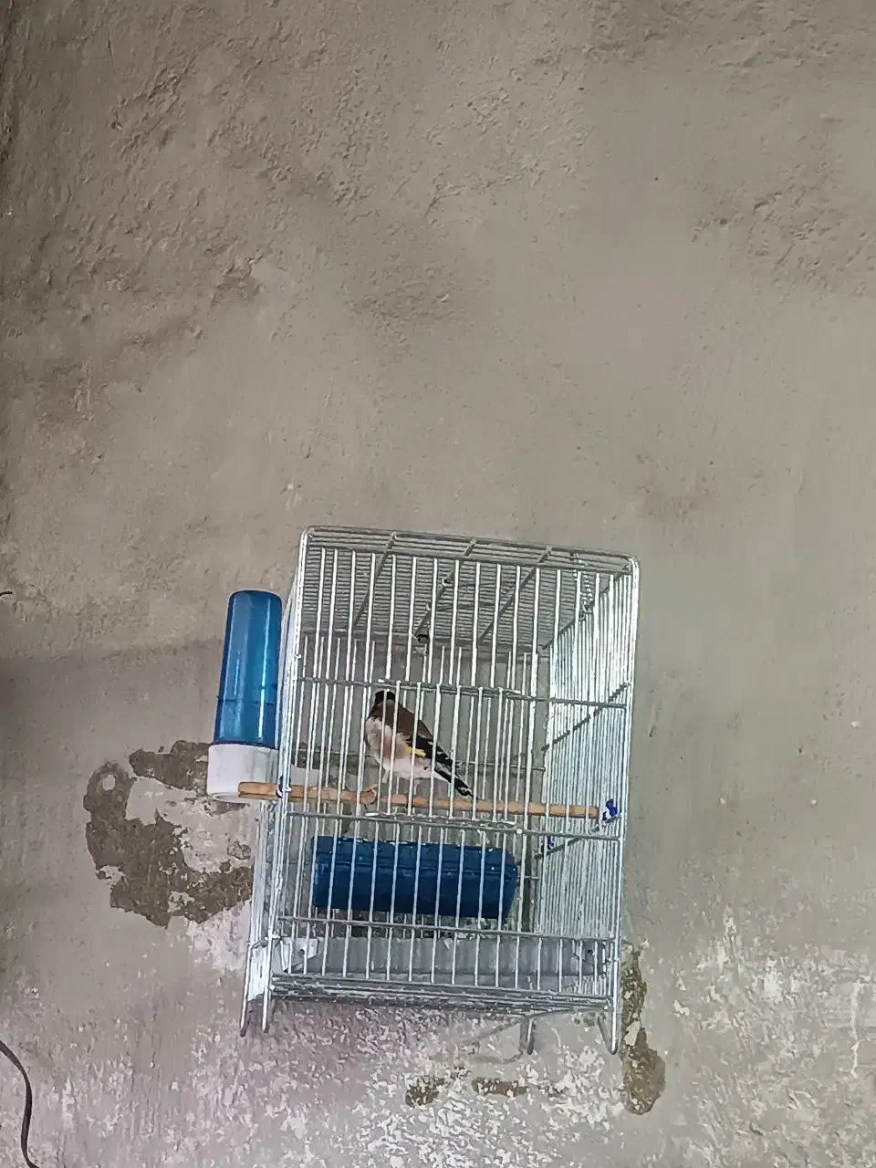 سهره|پرنده|سنندج, |دیوار