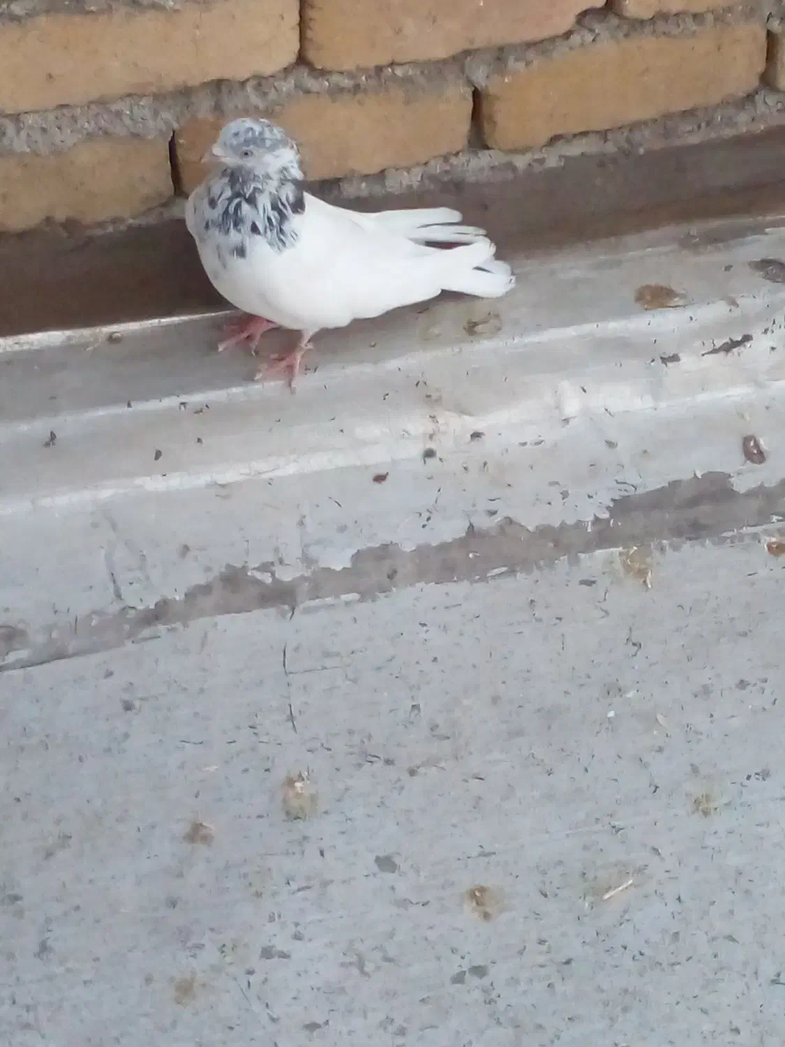 نر جوزی|حیوانات|بروجرد, |دیوار