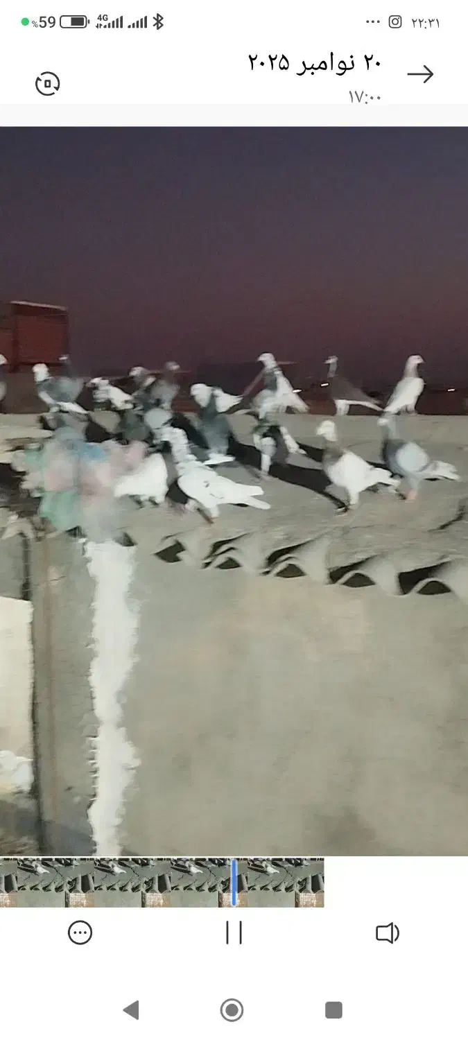 کبوتر پرشی|پرنده|سبزوار, امام خمینی (ناوی)|دیوار