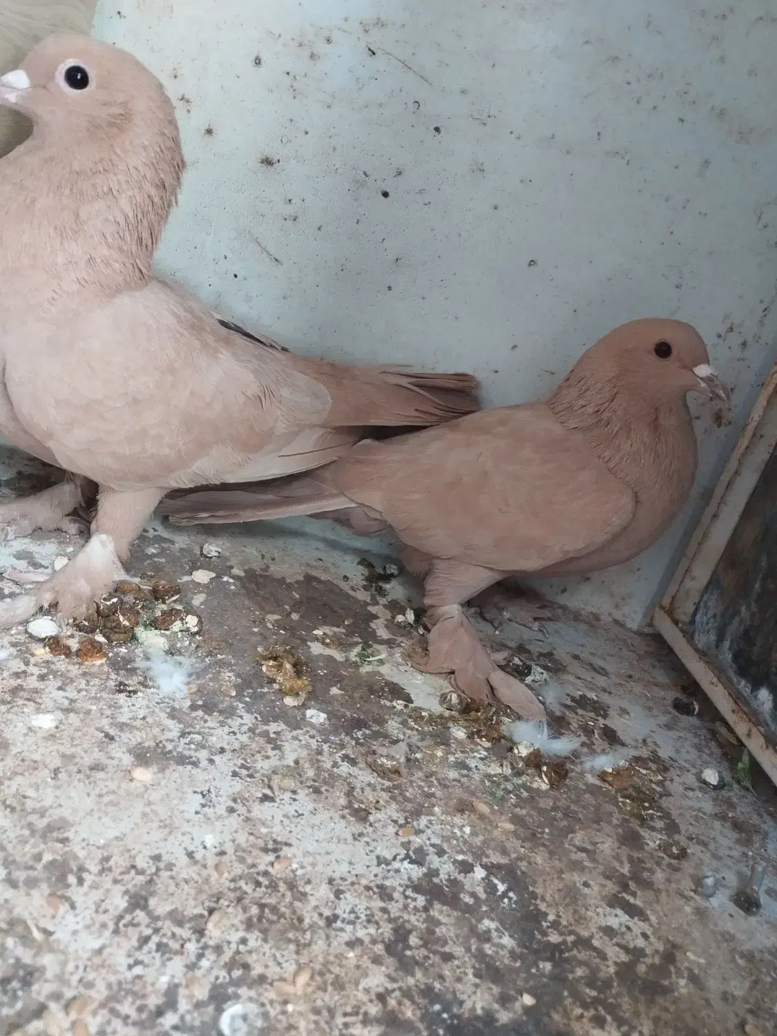 کبوتر|پرنده|کرمان, |دیوار