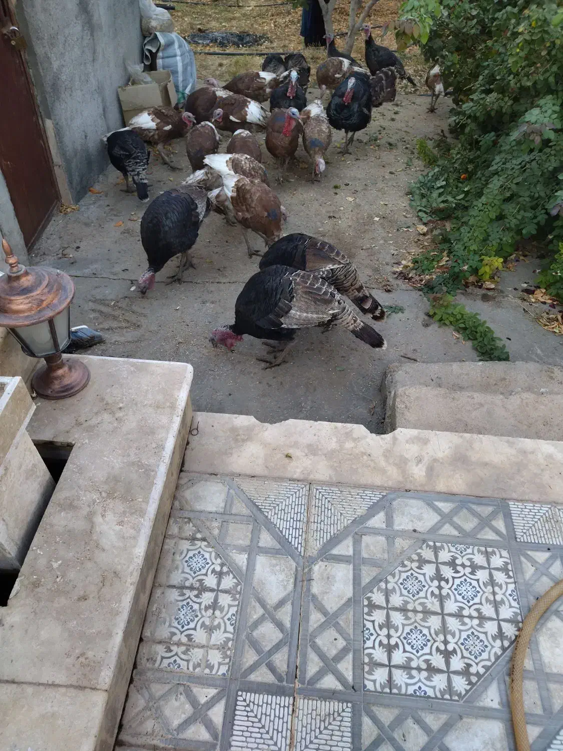 بوقلمون کاملا محلی ( خومالی)|حیوانات مزرعه|سردشت, |دیوار