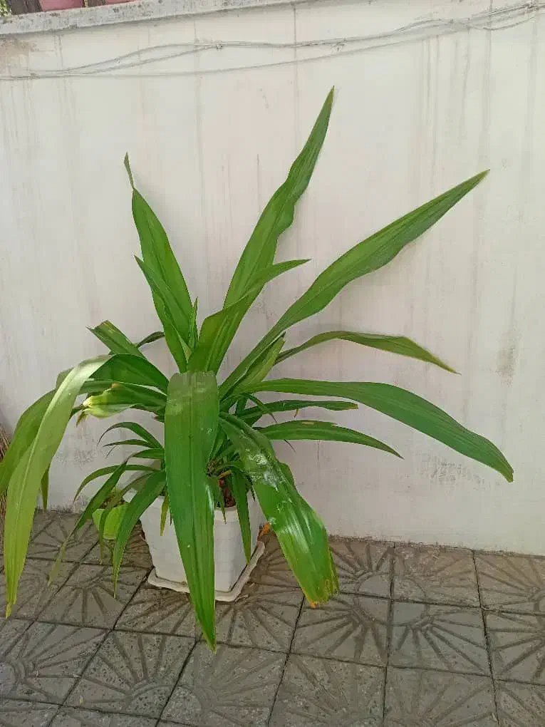 گل یو کا ازنوع سنبل ابی زینتی|گل و گیاه طبیعی|دورود, |دیوار