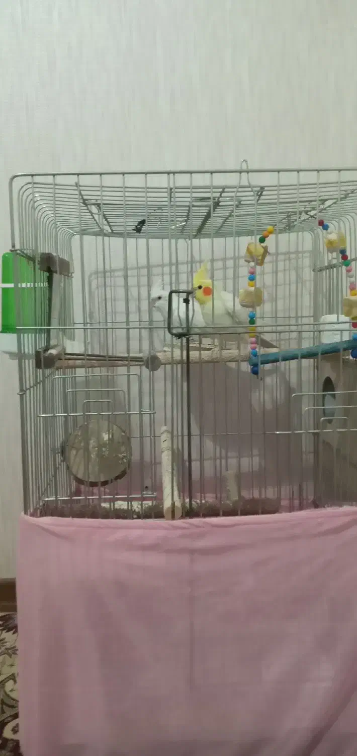 عروس هلندی جفت نر وماده|پرنده|مهاجران, |دیوار