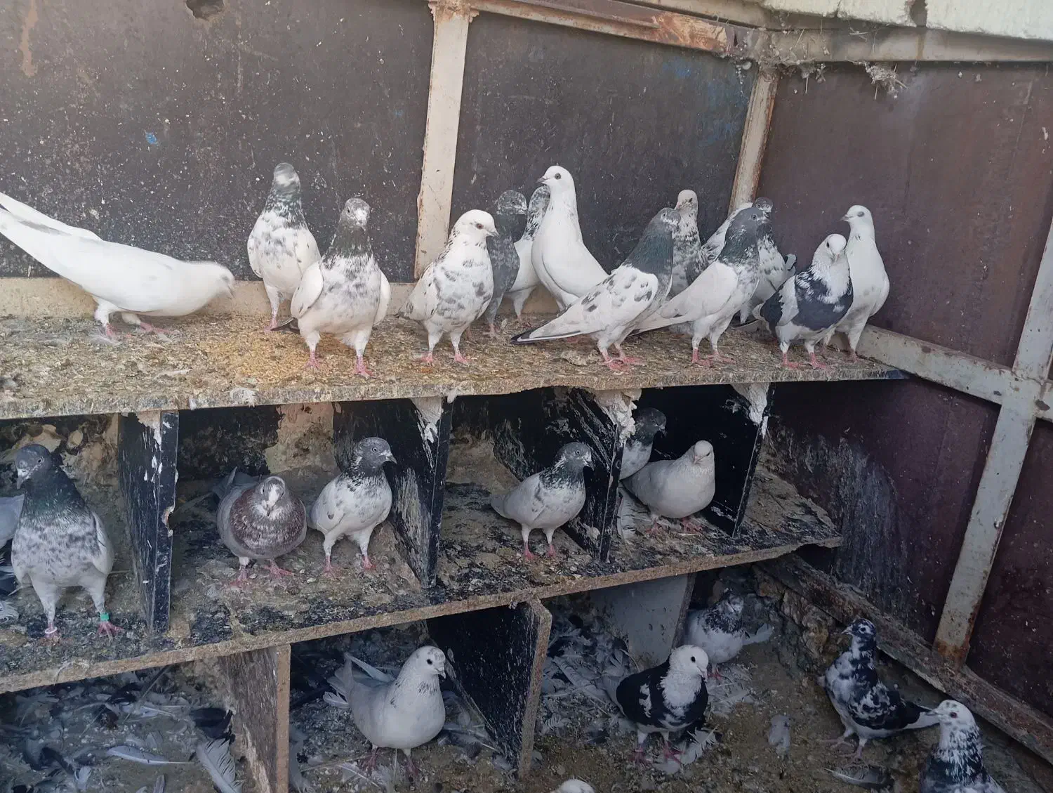 کبوتر پرشی|پرنده|هفدر, |دیوار