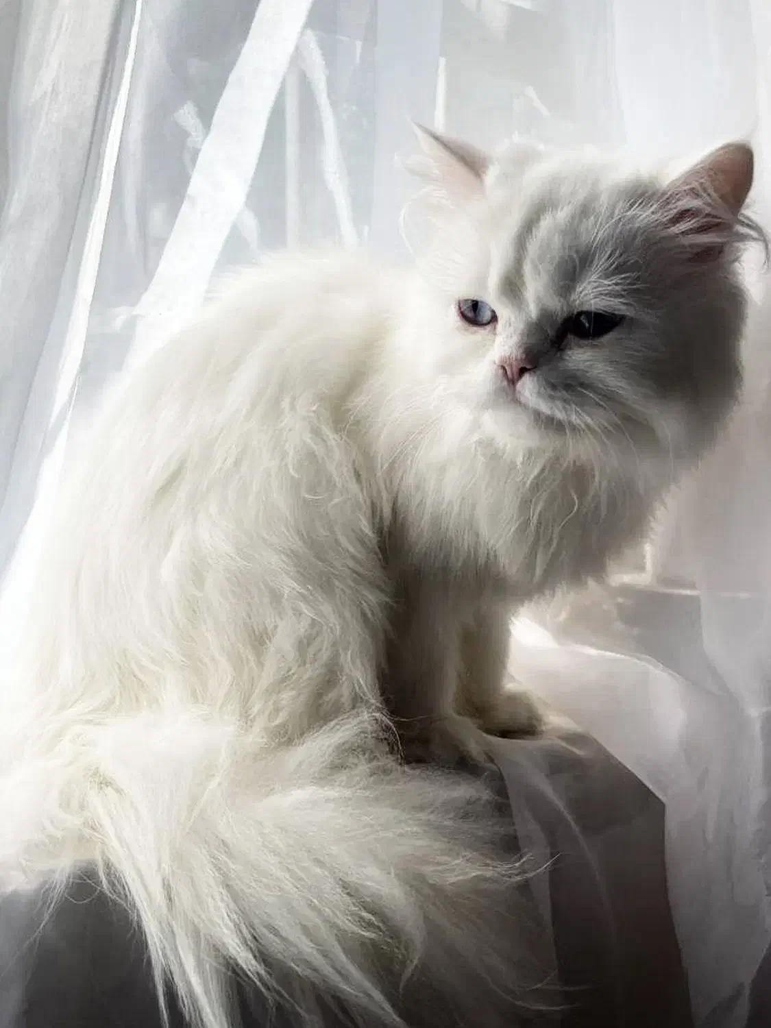 گربه پرشین ماده چشم دریایی|گربه|کازرون, |دیوار