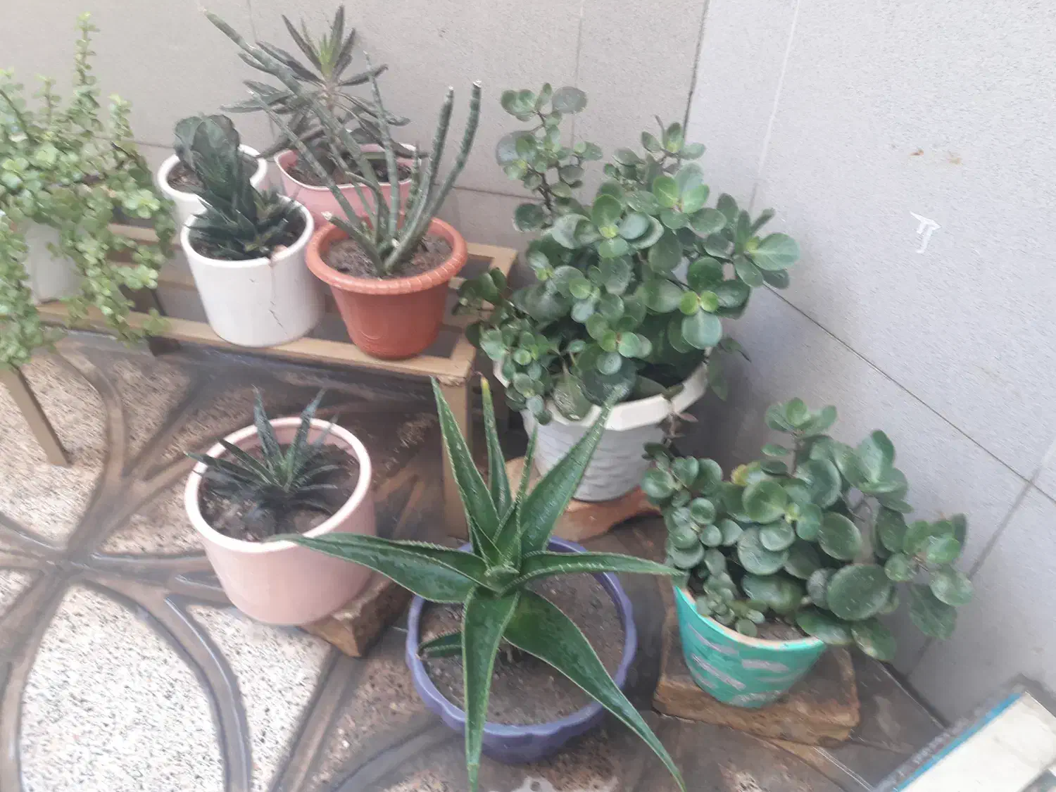 گل وگیاه طبیعی|گل و گیاه طبیعی|اصفهان, فرح آباد|دیوار