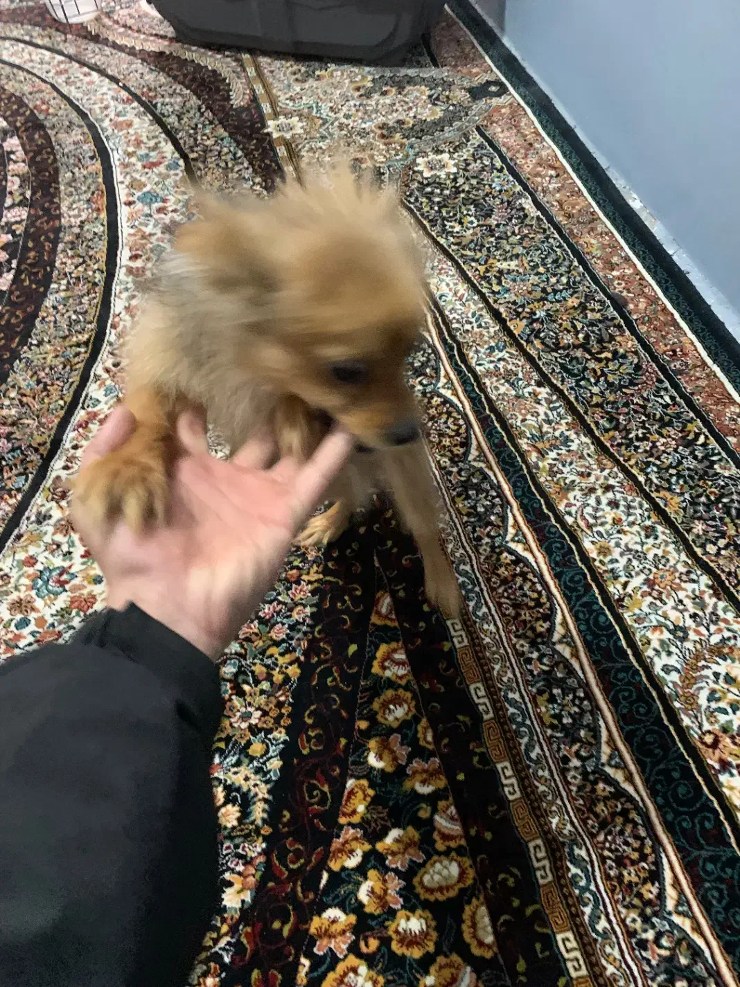 سگ پامر روباهی|سگ|تربت جام, مسکن مهر|دیوار