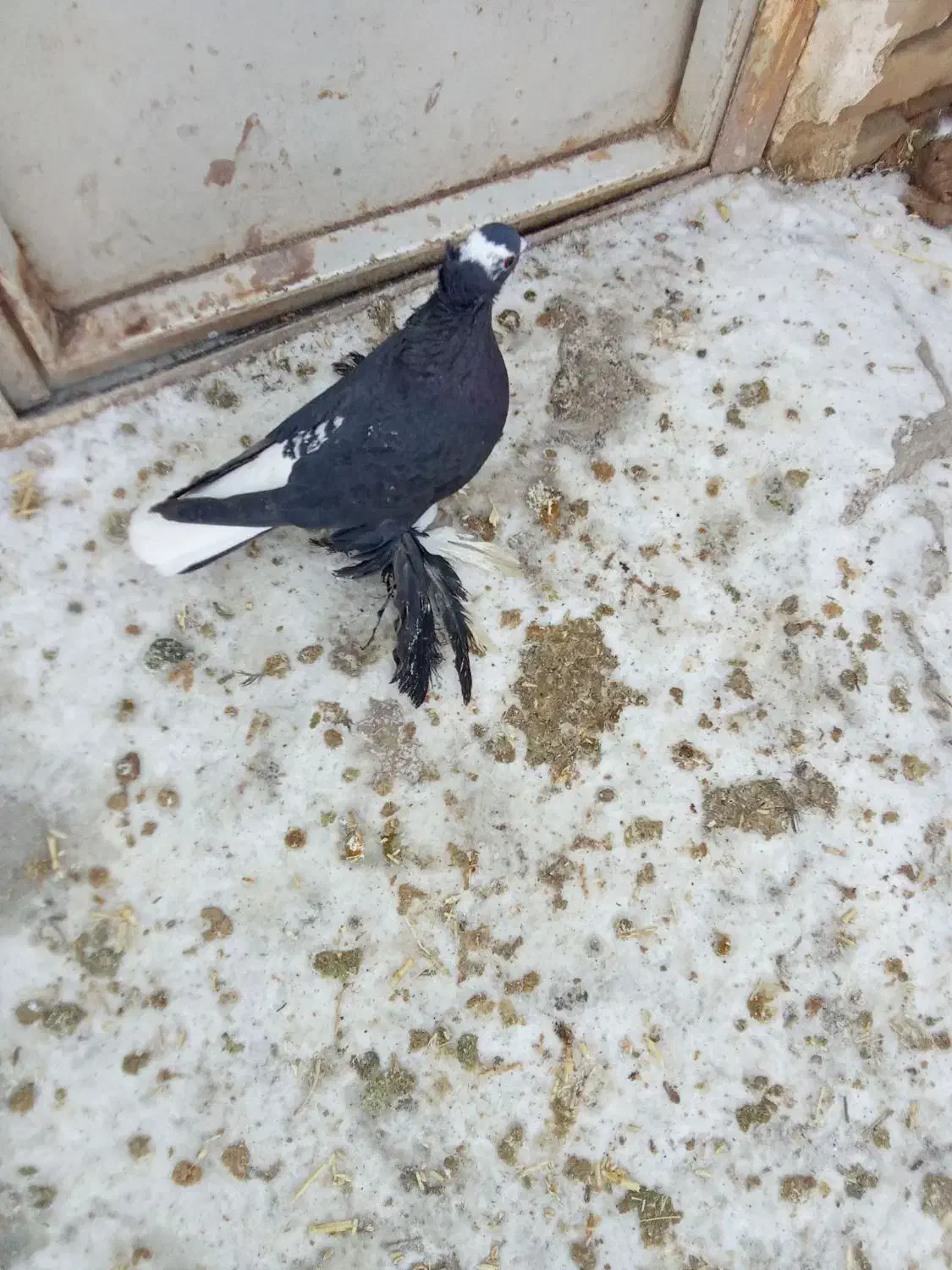 کبوتر لوتی آغ گویروخ|حیوانات|مرند, |دیوار