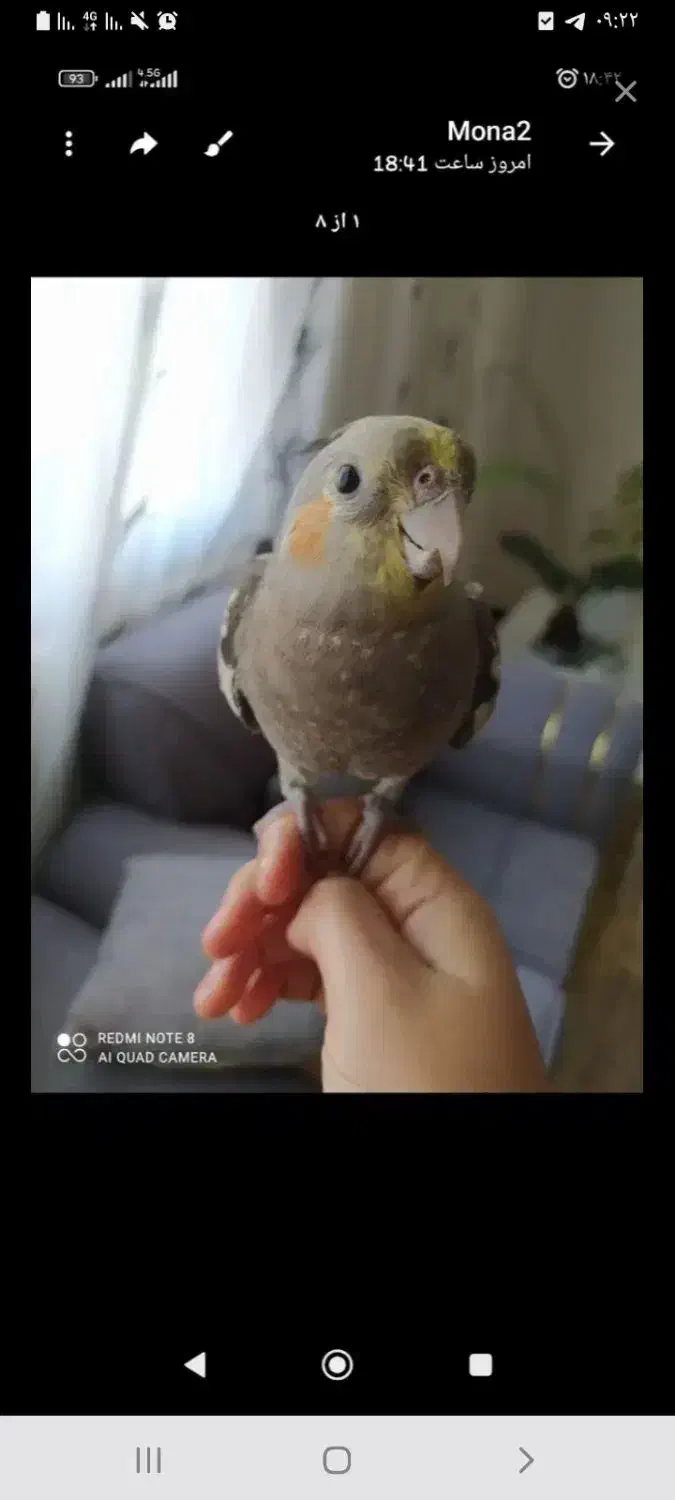 عروس هلندی دیواندره|پرنده|دیواندره, |دیوار