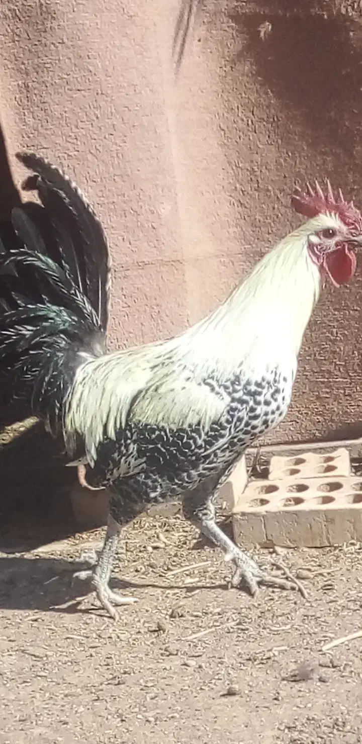 خروس یکی ززیبا|حیوانات مزرعه|رفسنجان, |دیوار