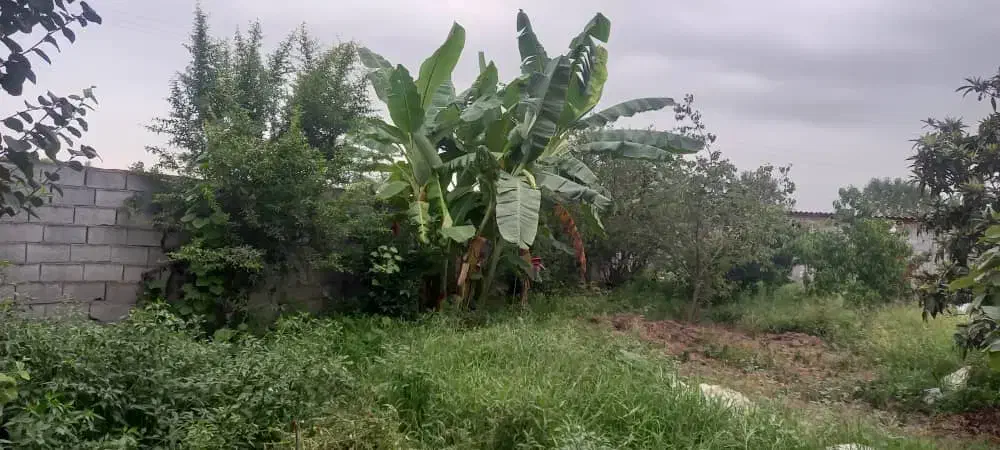 ۵۰۰ متر زمین باغی مسکونی|فروش زمین و ملک کلنگی|آمل, |دیوار