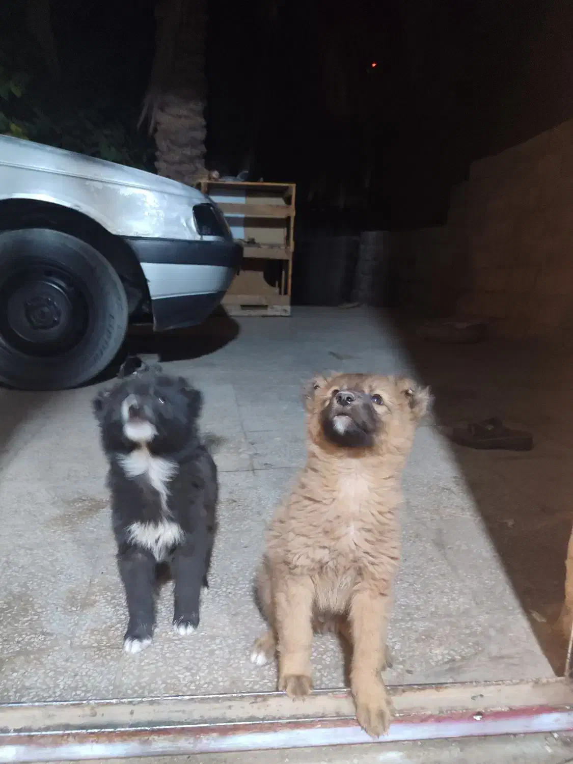 سگ نگهبان نر|سگ|جیرفت, |دیوار