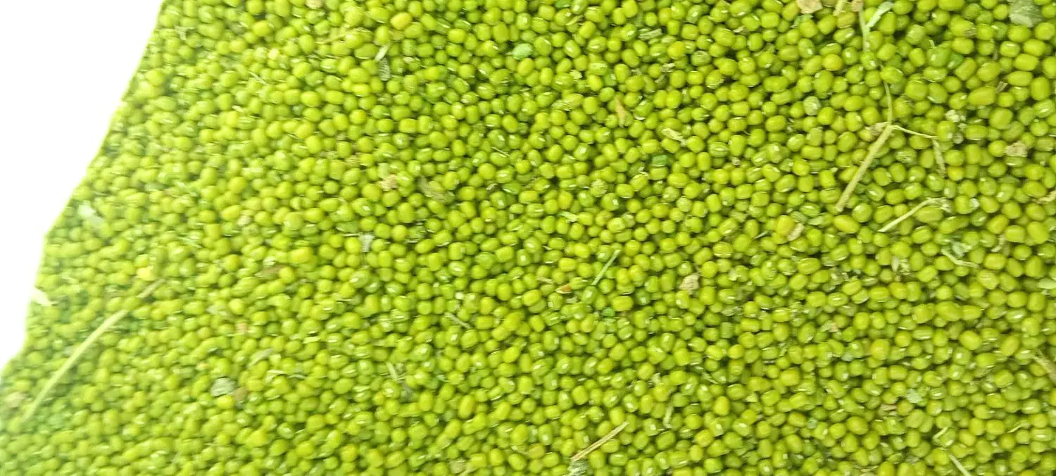 باسلام ۵۰۰کیلو ماش محلی درجه یک|خوردنی و آشامیدنی|گیلان غرب, |دیوار