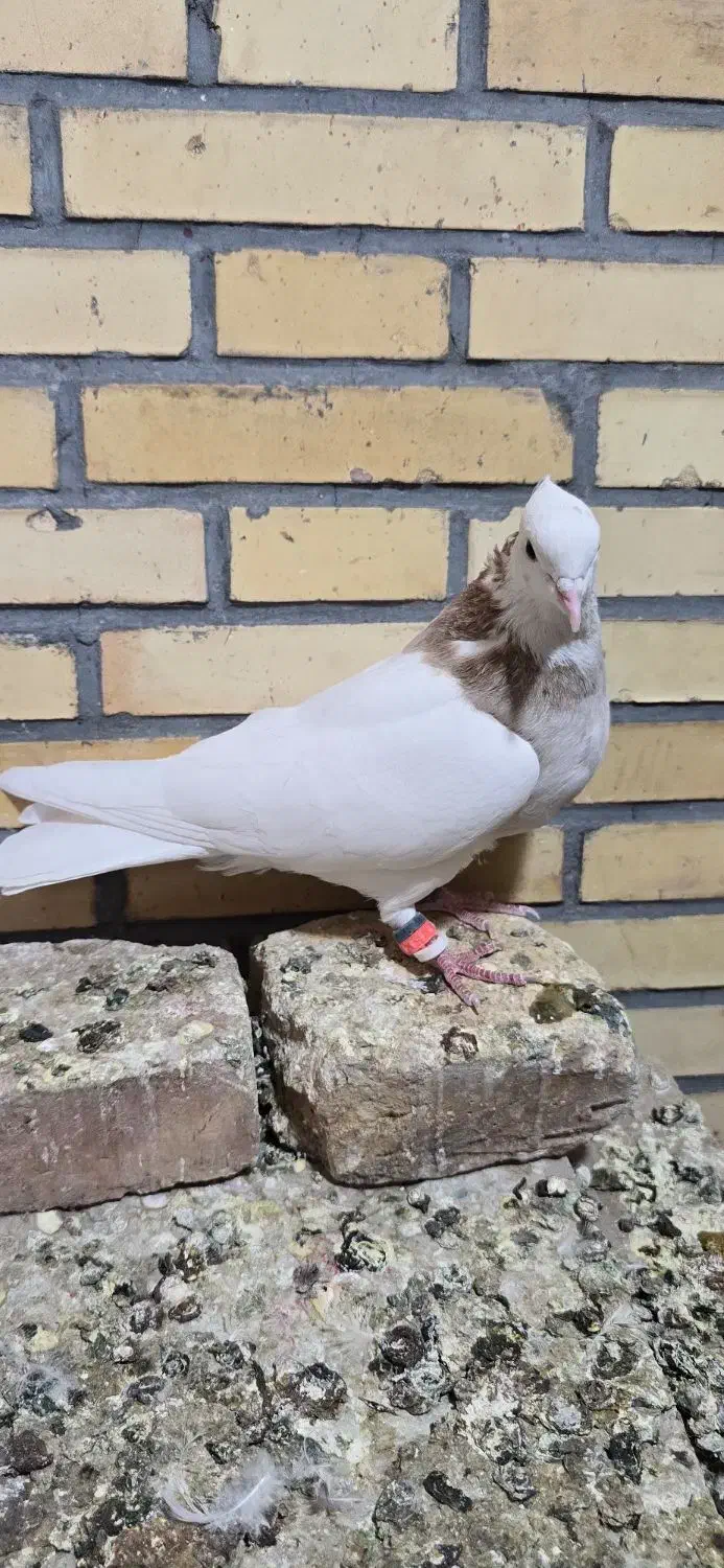 طوقی|پرنده|میبد, |دیوار