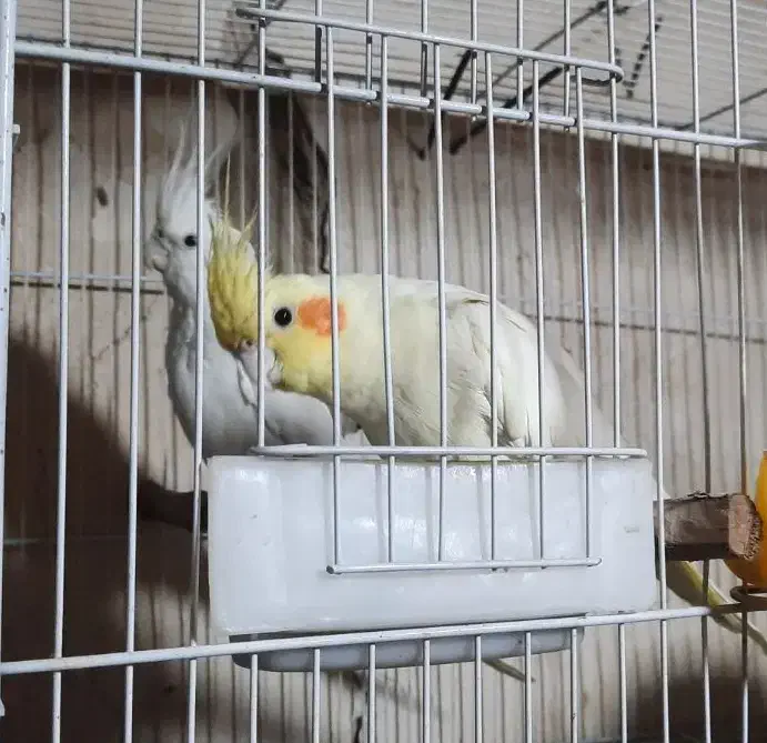 جفت طوطی عروس هلندی|پرنده|بجنورد, |دیوار