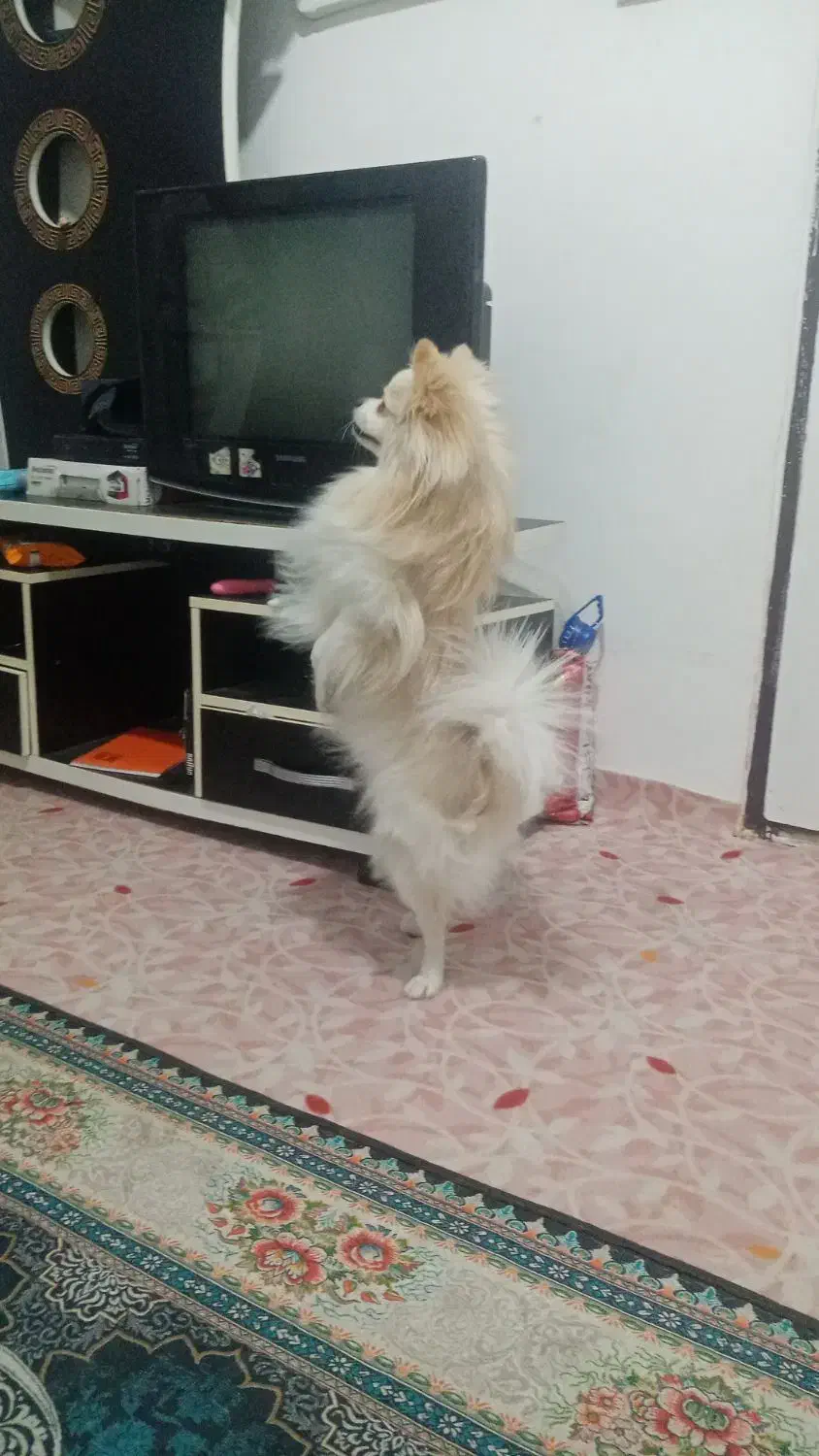 فروش توله 1سال ونیمه پامرخرسی اصل نژاددار|سگ|شیراز, شهرک بهشتی|دیوار