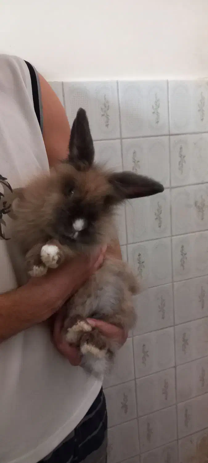 خرگوش لپ|موش و خرگوش|چهارباغ, |دیوار