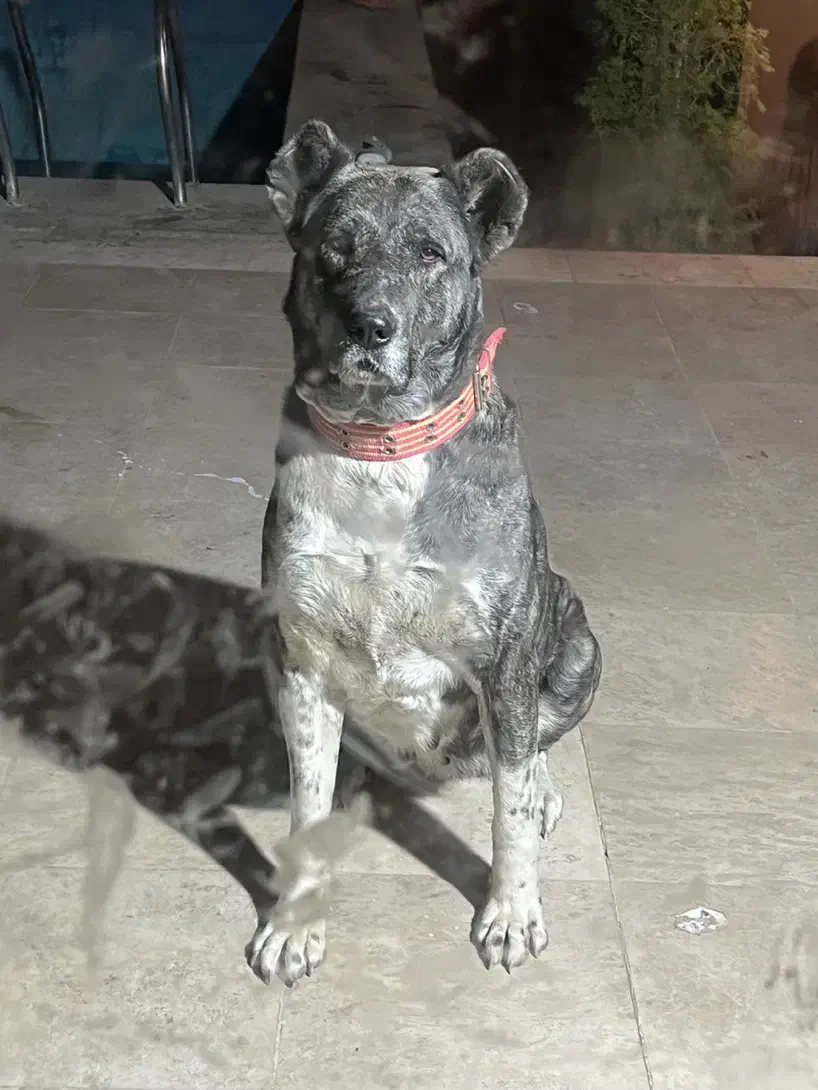 سگ ماده سرابی و خراسانی پژدر عراقی|سگ|چهارباغ, |دیوار