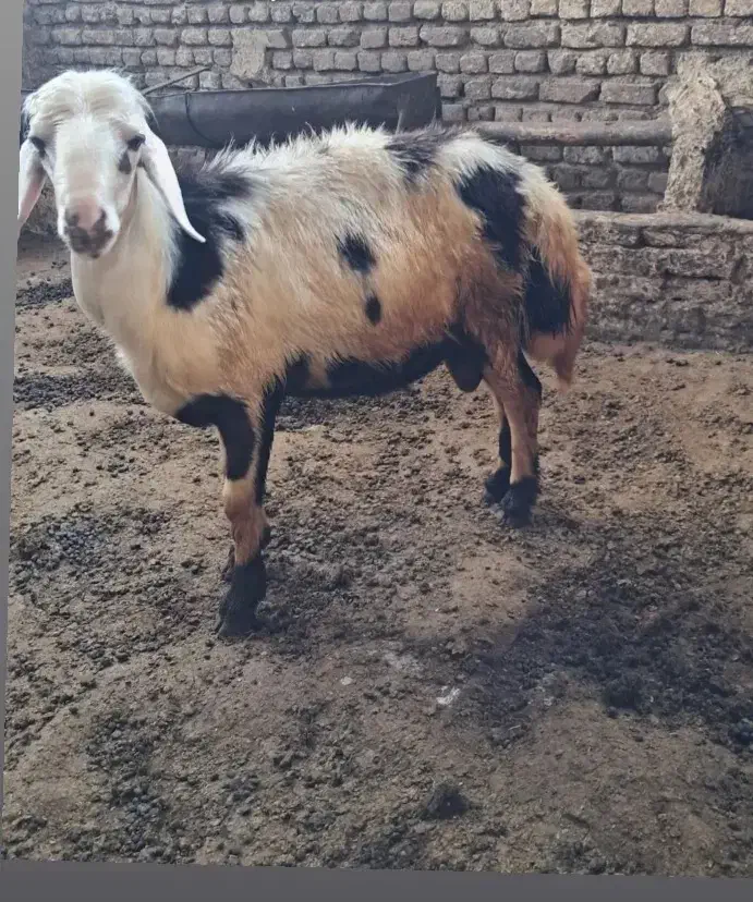 قورچ وبره قورچ|حیوانات مزرعه|بروجرد, |دیوار