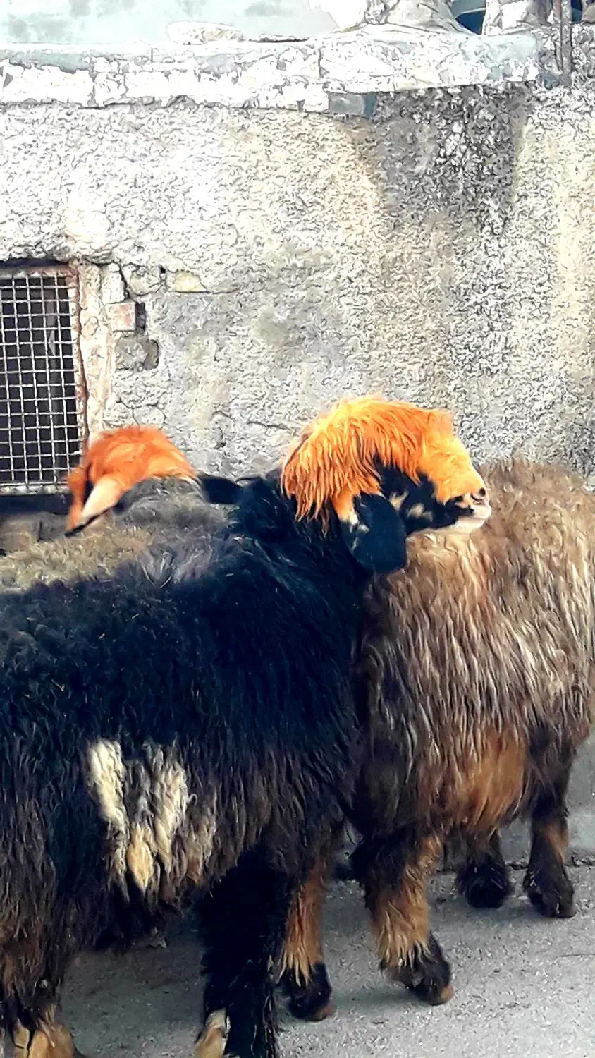 میش|حیوانات مزرعه|اردل, |دیوار