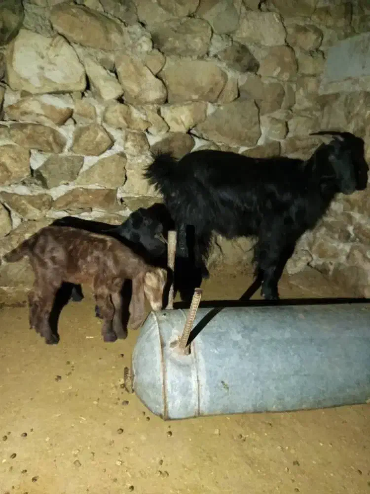 بز فروشی|حیوانات مزرعه|دهدشت, |دیوار