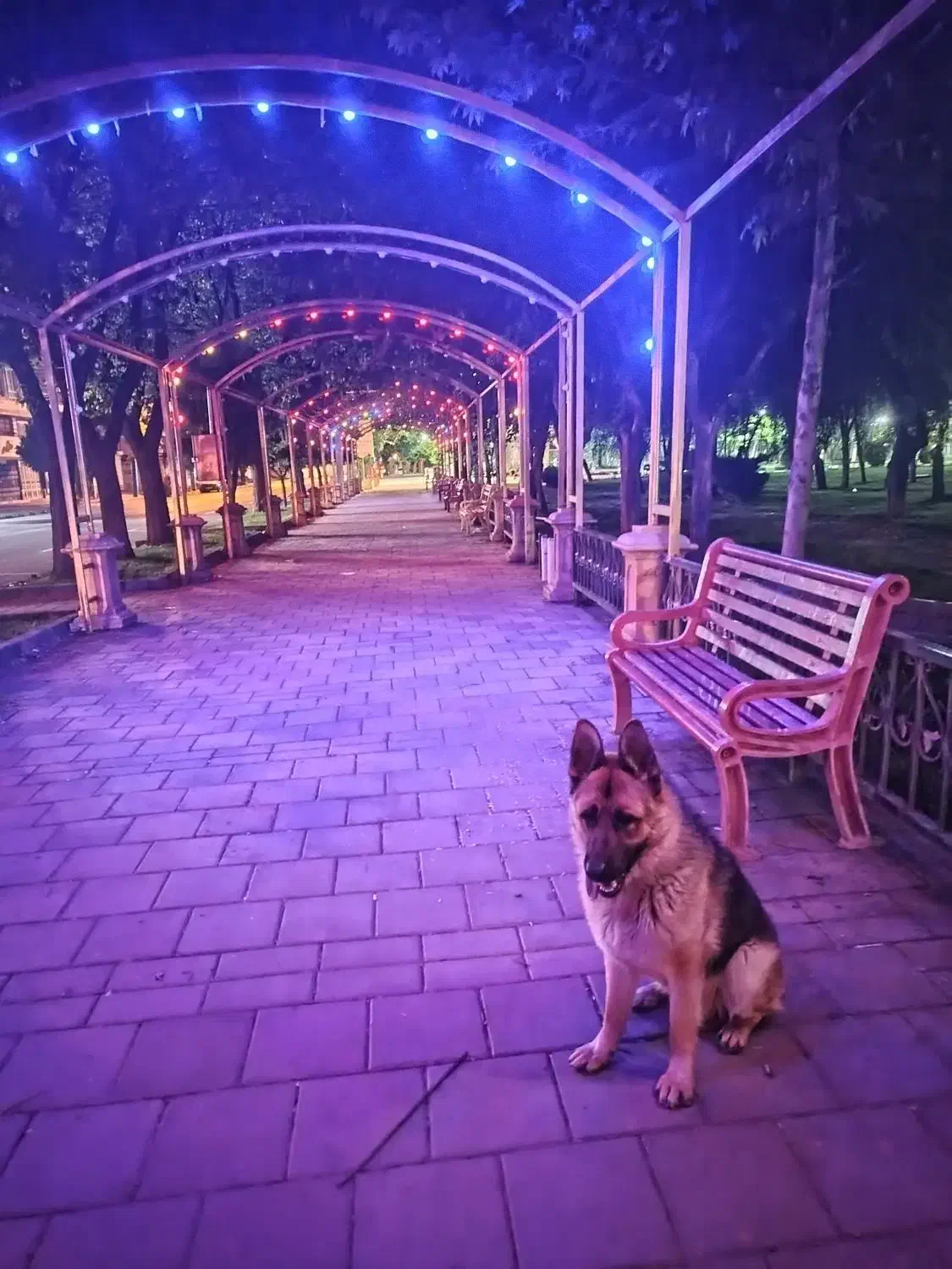 سگ ژرمن نگهبان|سگ|سقز, |دیوار