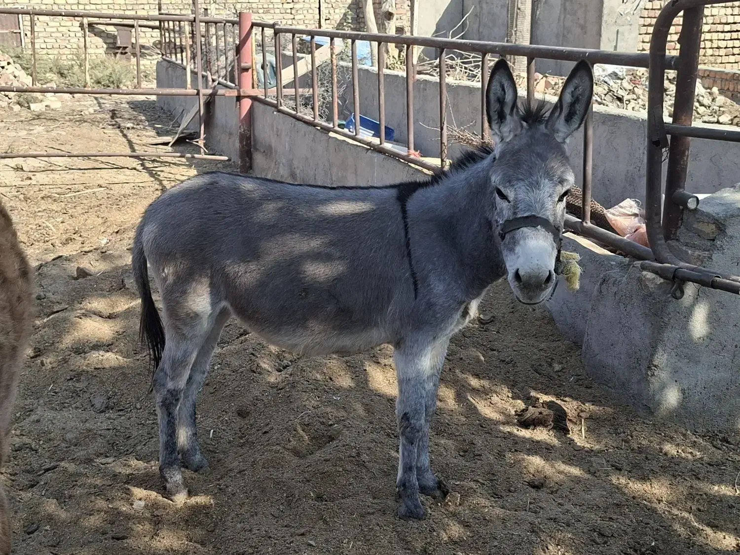 خر ماده|حیوانات مزرعه|قنوات, |دیوار