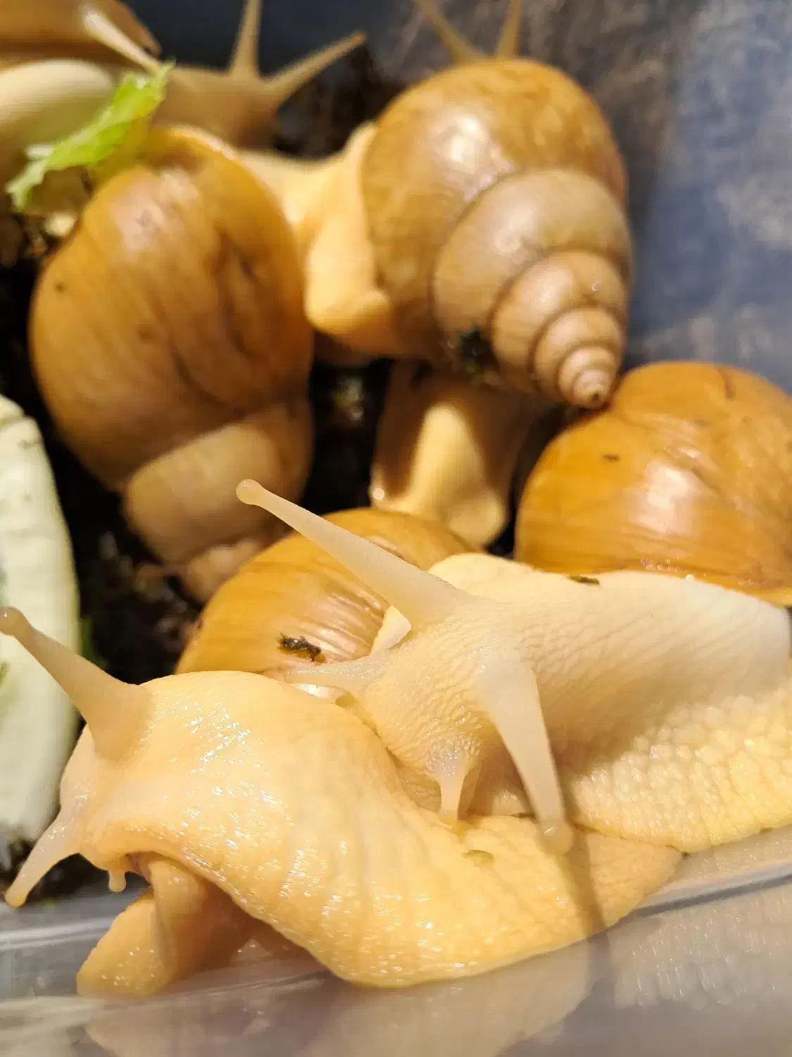 حلزون آچاتینا مولد سایز بزرگ|خزنده|قزوین, |دیوار