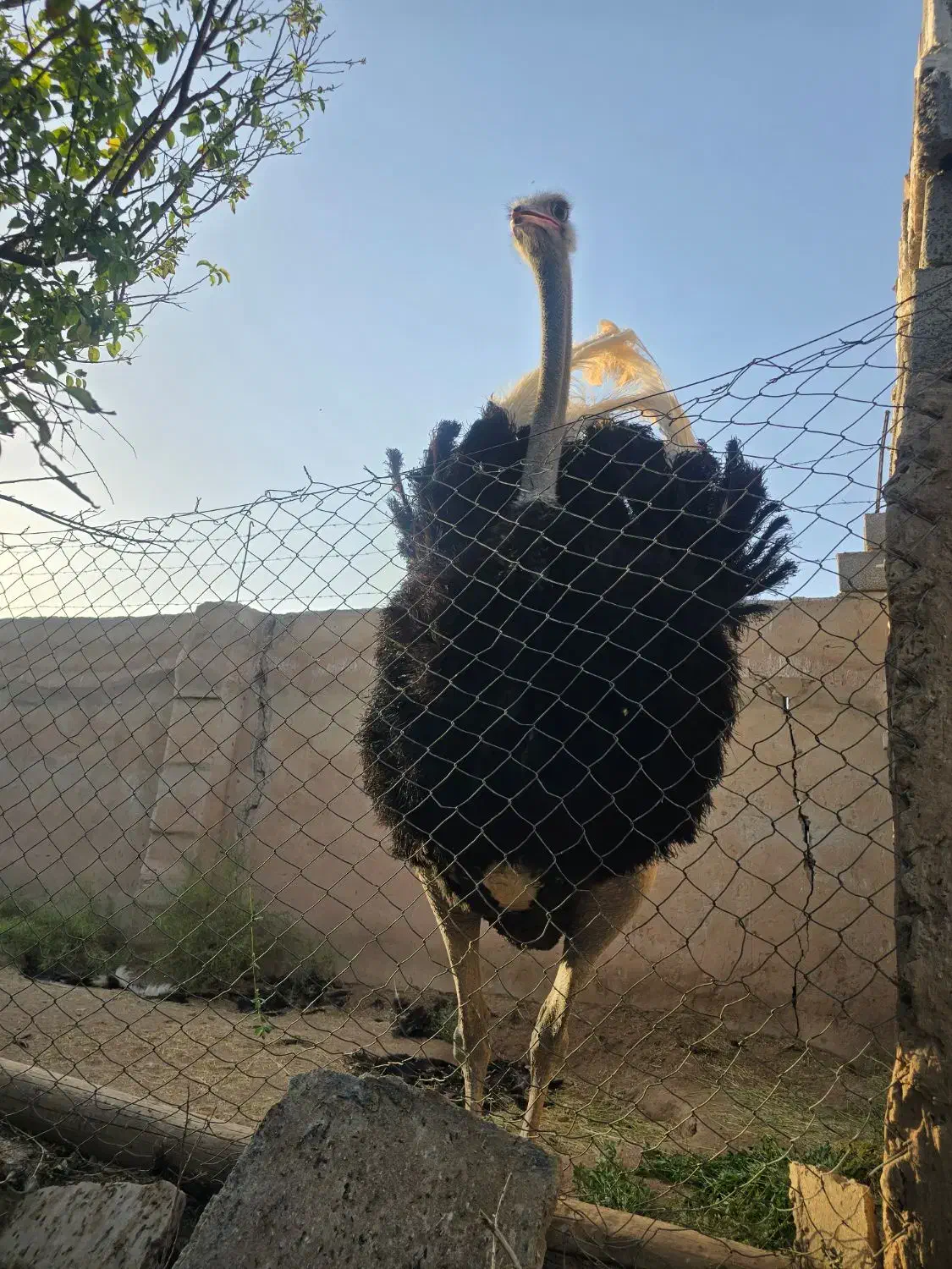 شترمرغ مولد نر ۴سال تخمی وگوشتی|حیوانات مزرعه|کرمان, |دیوار