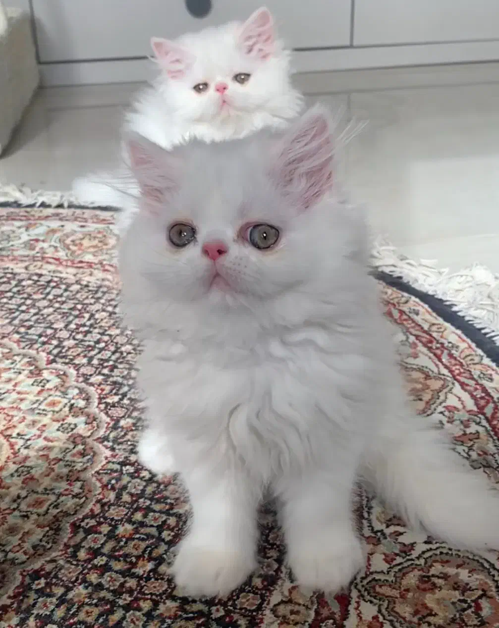 واگذاری رایگان پرشین سوپر فلت|گربه|همدان, |دیوار