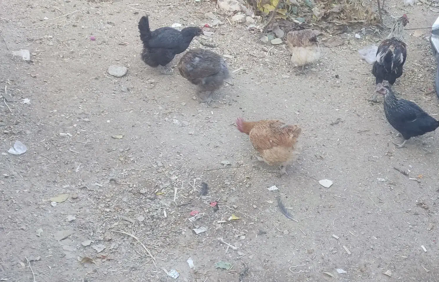 6عدد مرغ محلی تخم گذار|حیوانات مزرعه|کوهرنگ, |دیوار