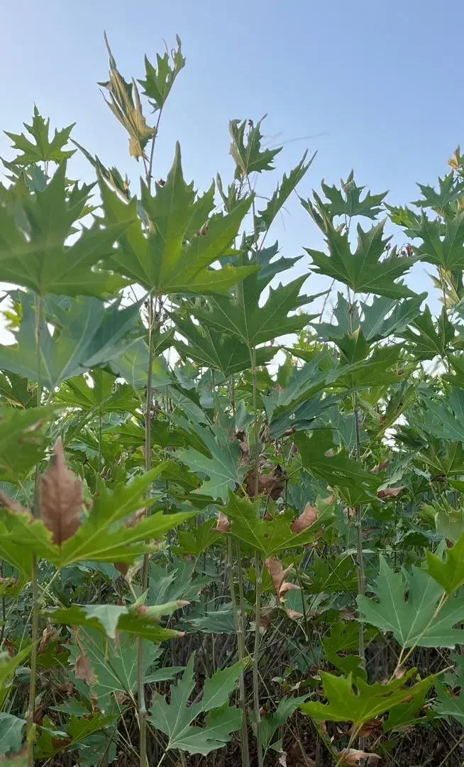 فروش نهال چنار|خدمات باغبانی و درختکاری|کردکوی, |دیوار