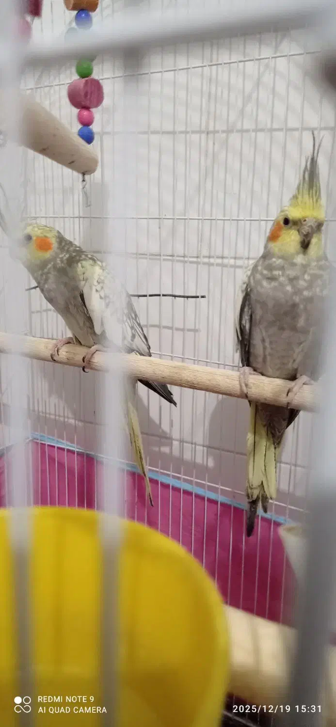 یک جفت عروس هلندی باتخم|پرنده|مهریز, |دیوار