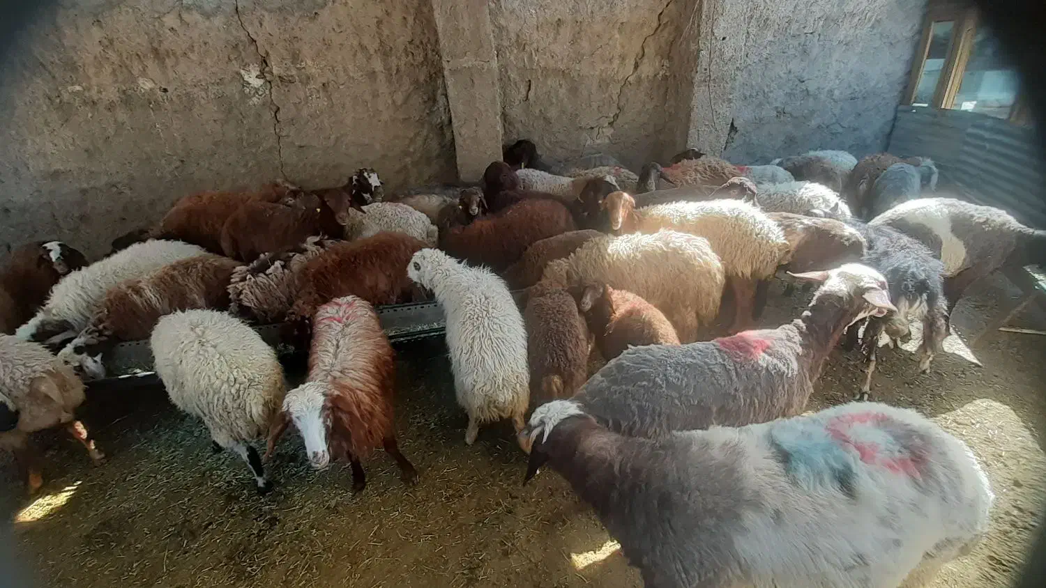 گوسفندزنده|حیوانات مزرعه|وحیدیه, |دیوار