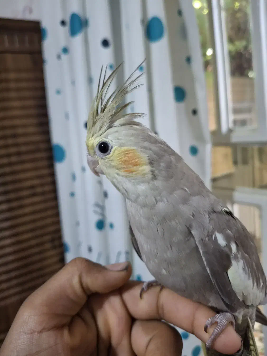 عروس هلندی زیبا نژاد سینامون|پرنده|شیراز, دست خضر|دیوار