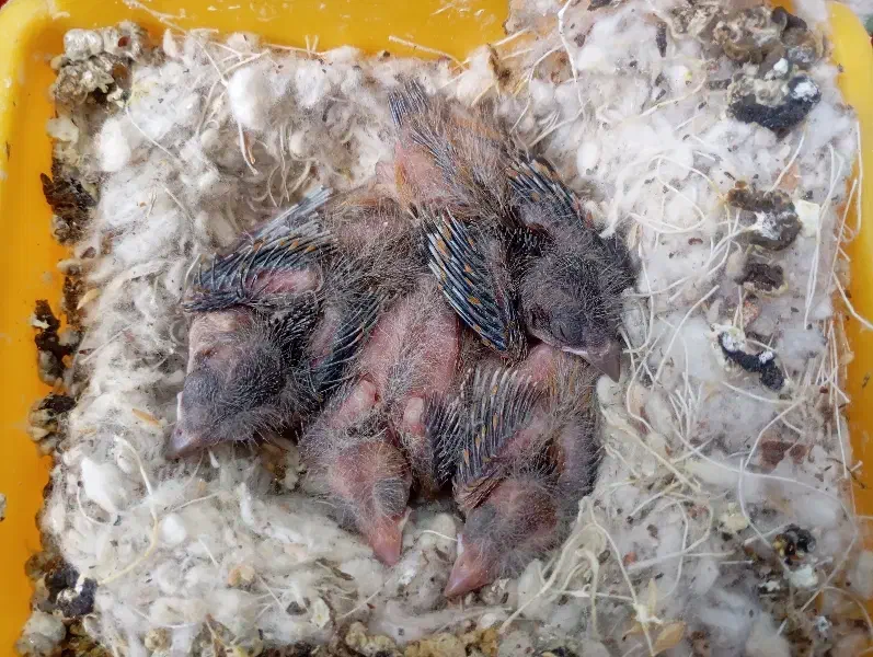 جفت قناری با جوجه|پرنده|کرمان, |دیوار