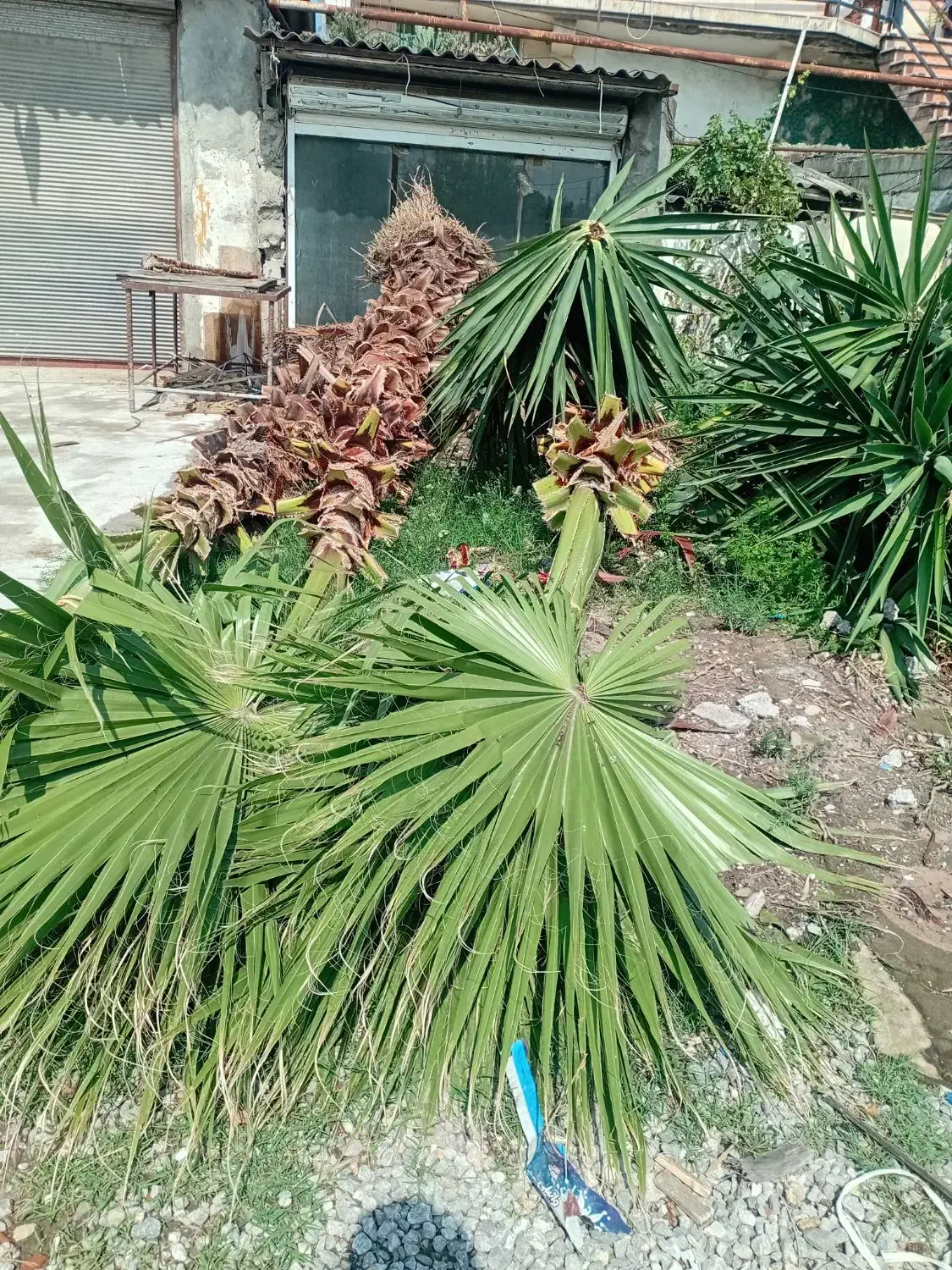 فروش فوری یوکا وپالم بالای ۴متر تنه فقط|گل و گیاه طبیعی|سرخرود, |دیوار